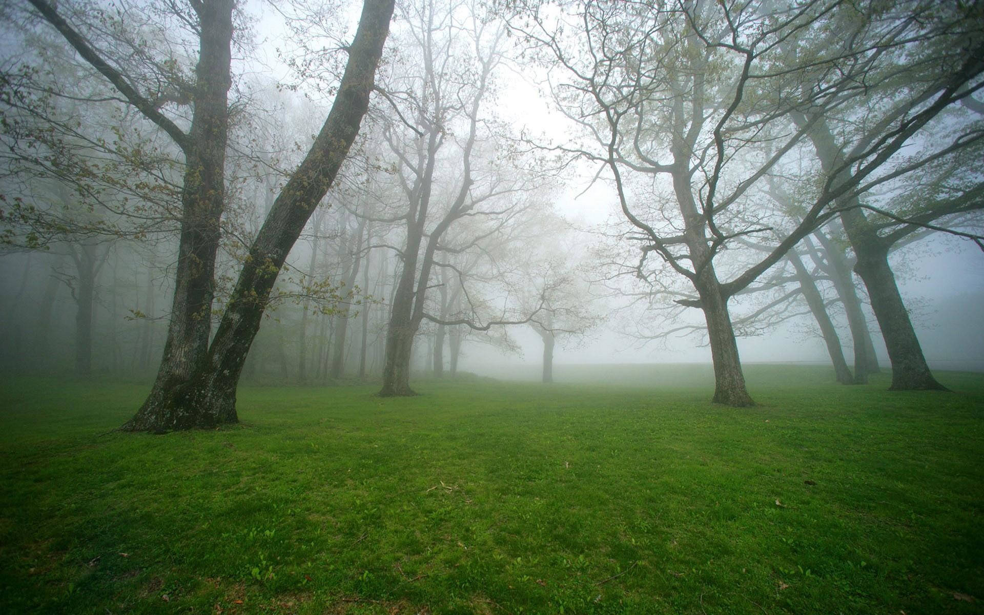 Foggy Forest Trees And Open Space Wallpaper
