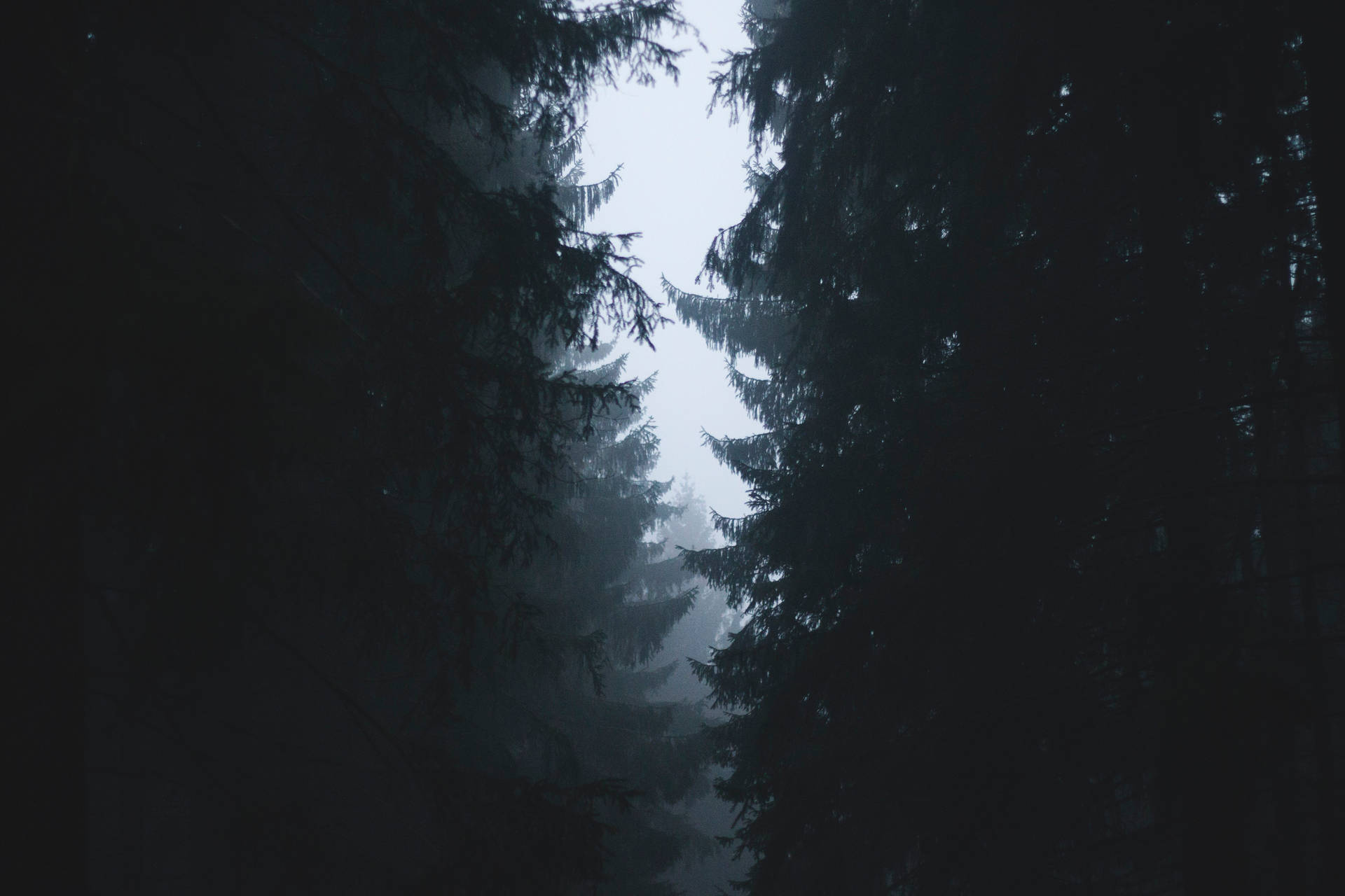 Tåget Skov Med Mørke Fyrretræer Wallpaper