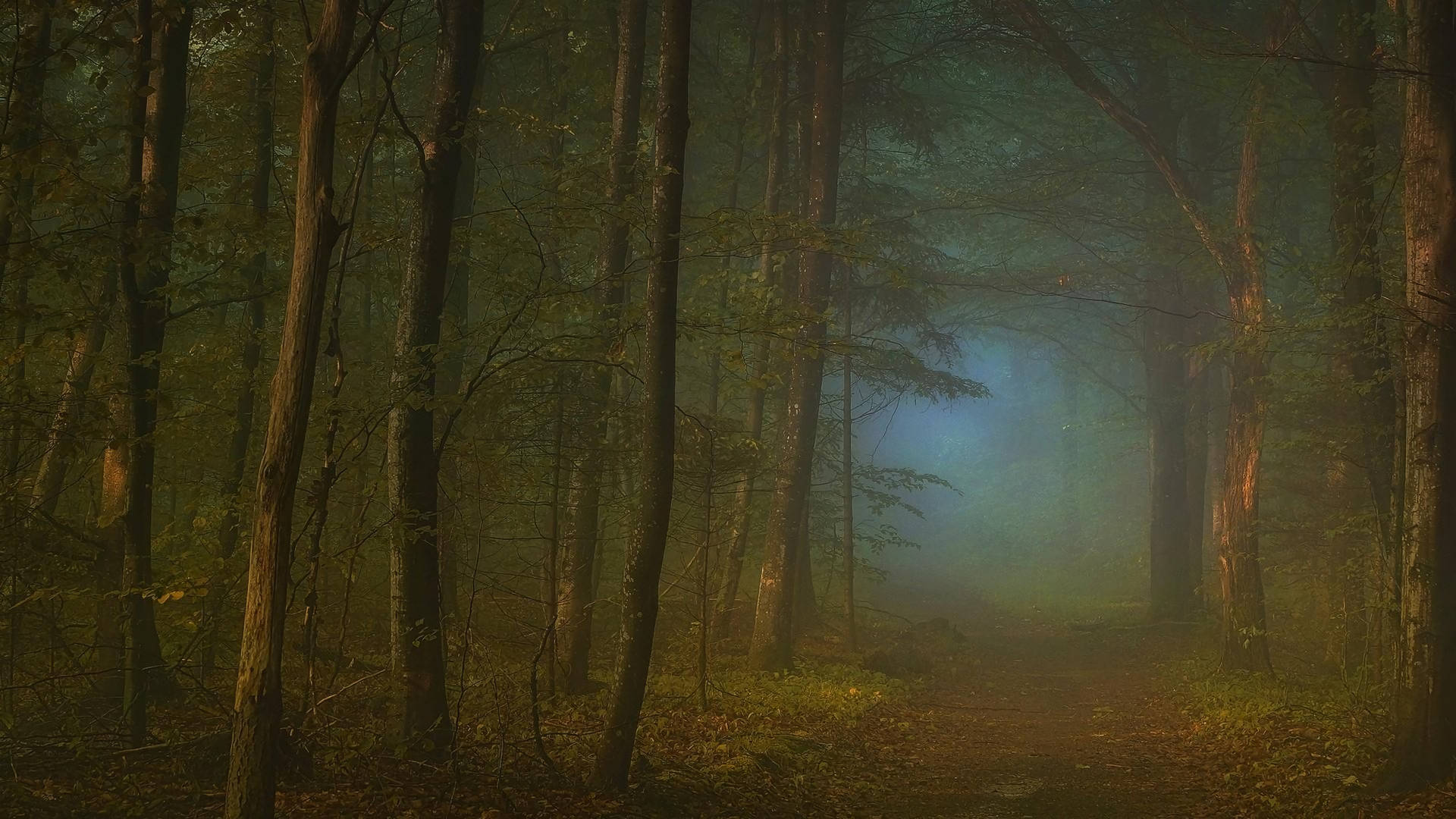 Foggy Forest With Dirt Path Wallpaper
