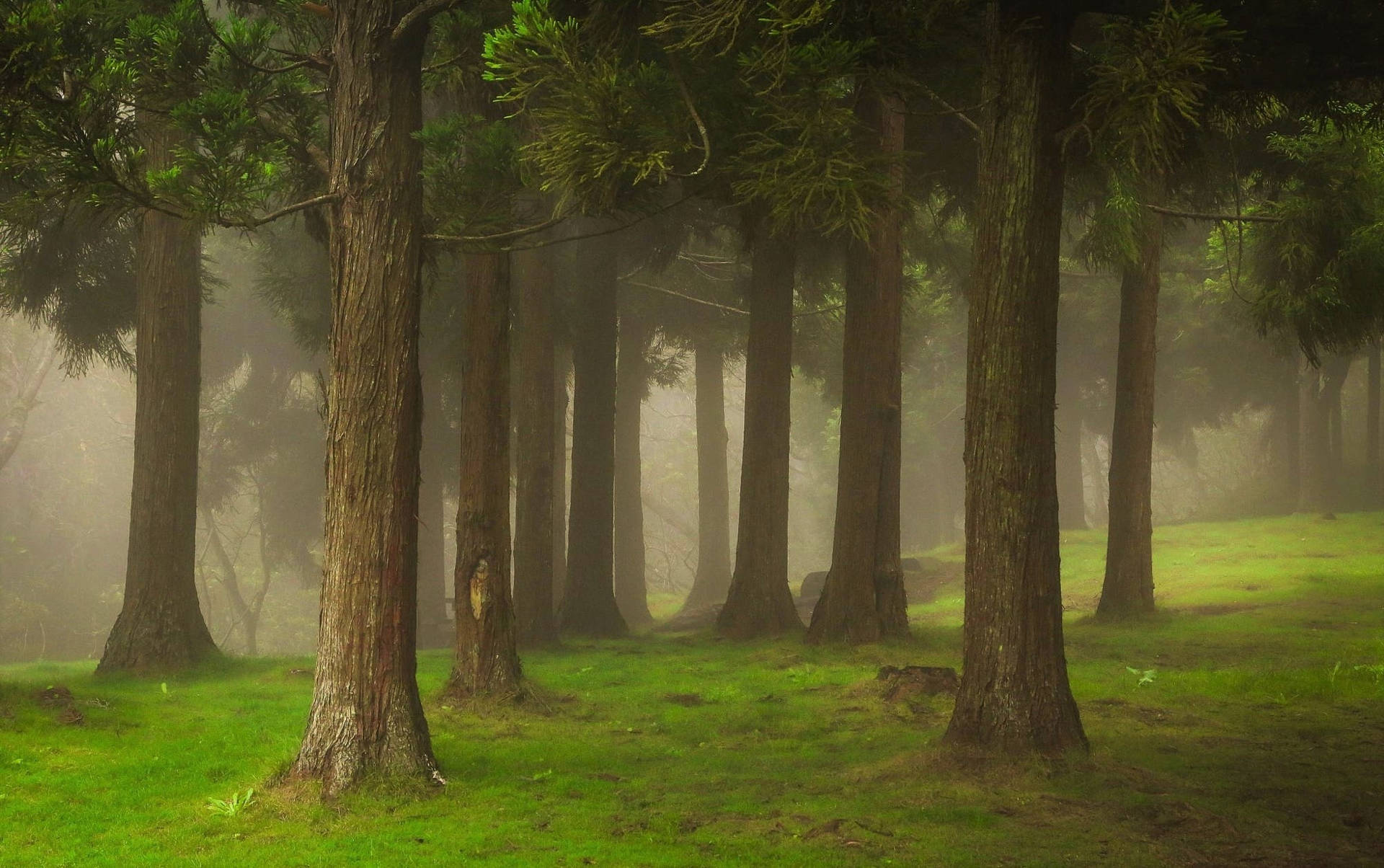Foresta Nebbiosa Con Terreno Erboso Sfondo