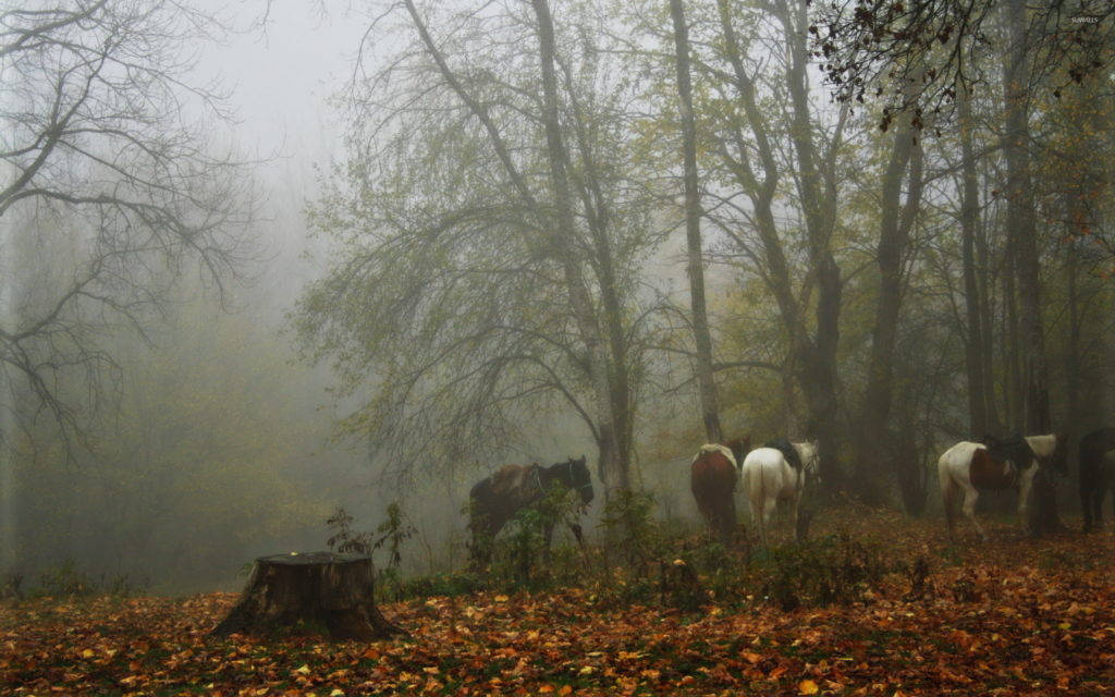 Foresta Nebbiosa Con I Cavalli Sfondo