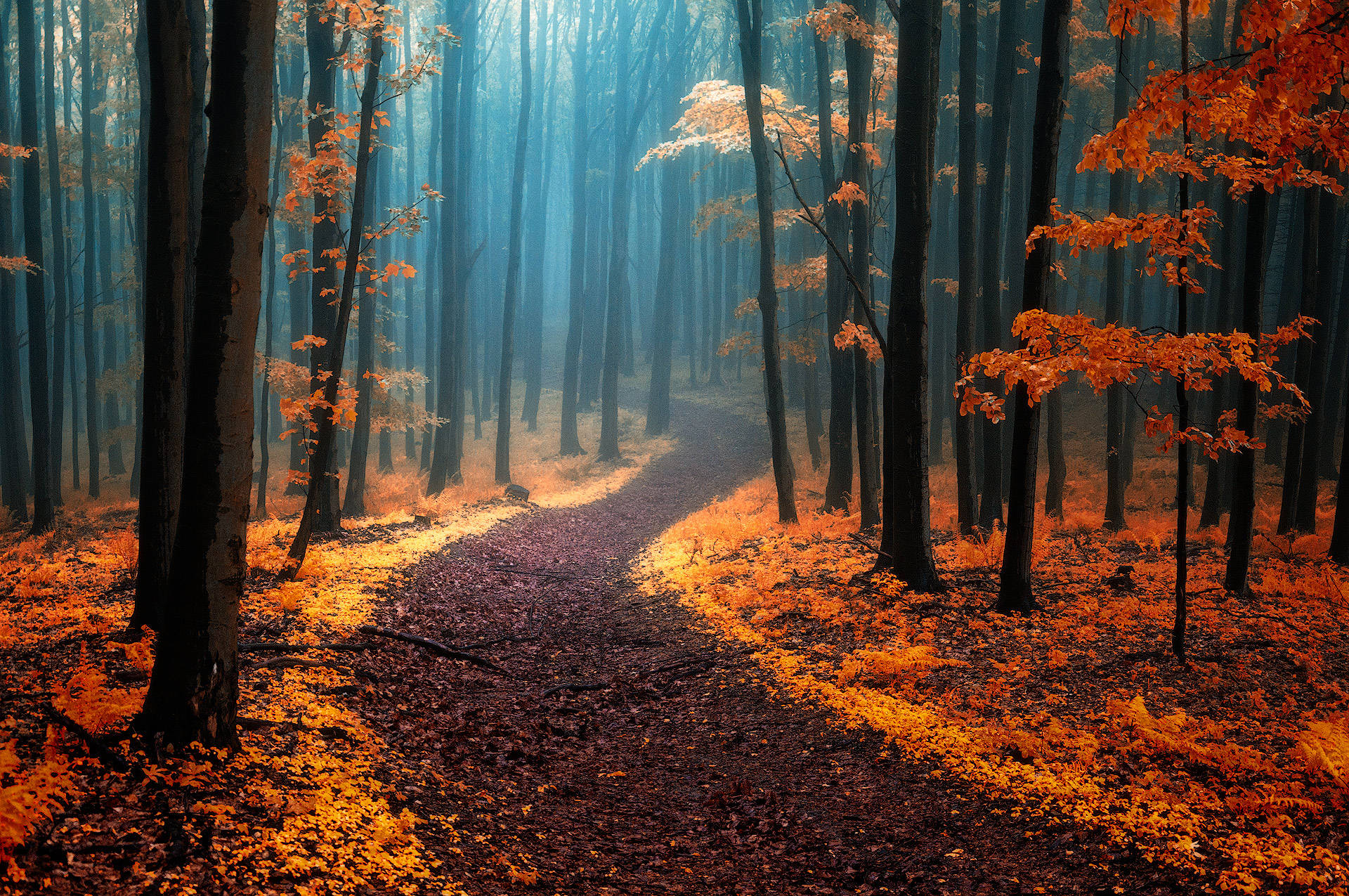 Foggy Forest With Orange Leaves Wallpaper
