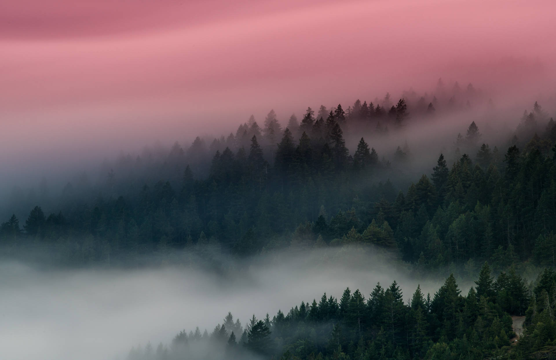 Foggy Forest With Pink Sky Wallpaper