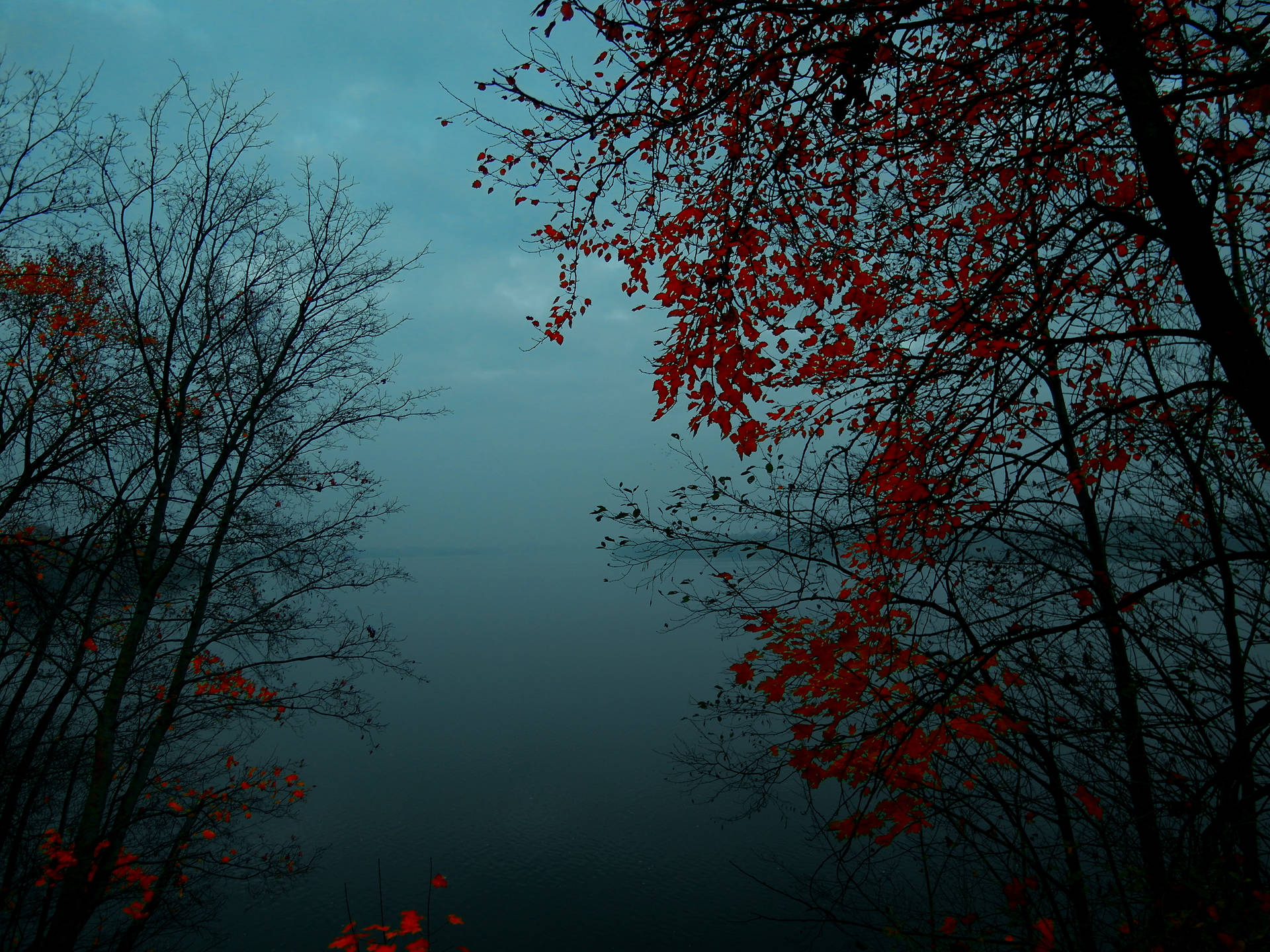 Foggy Forest With Red Leaves Wallpaper