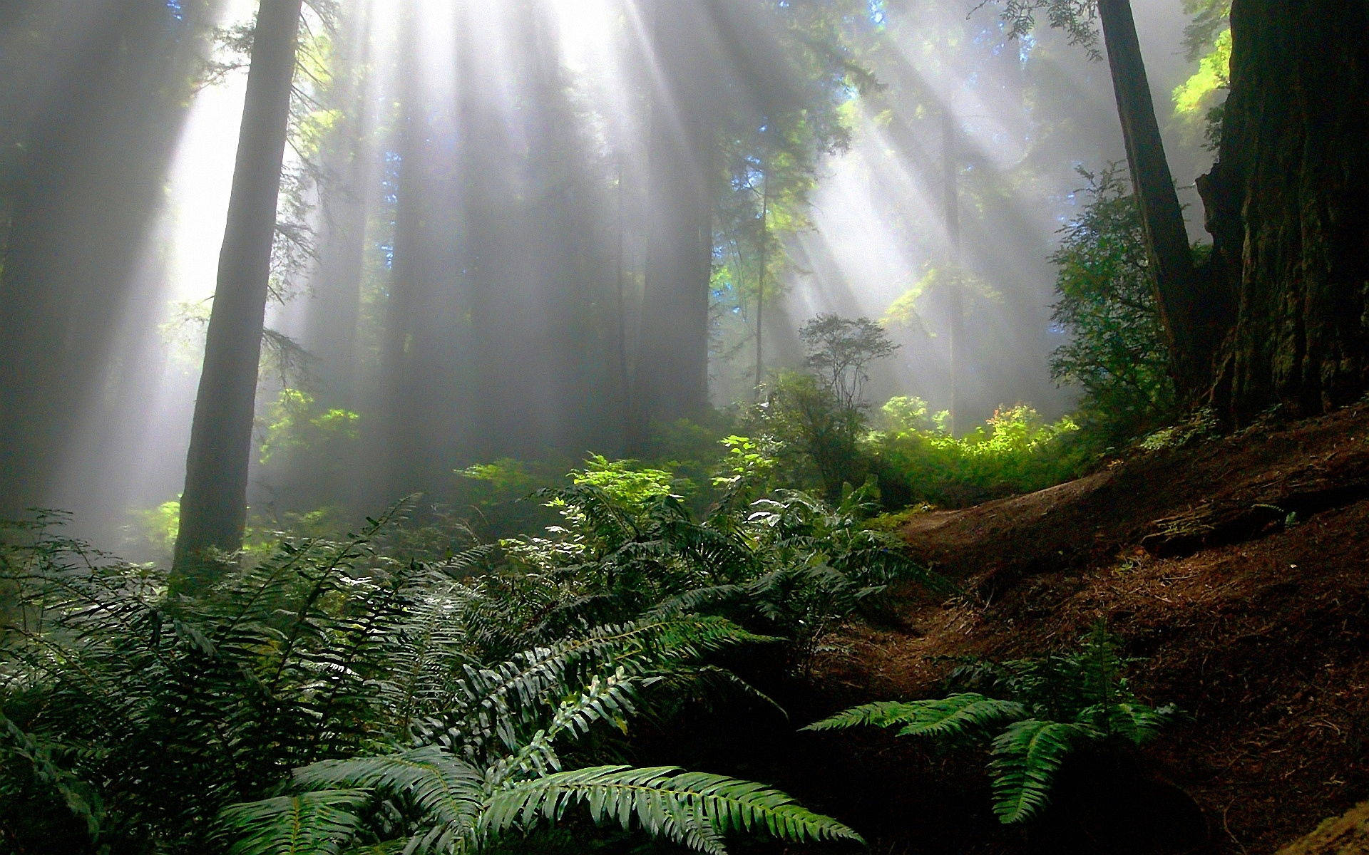 Foresta Nebbiosa Con Luce Solare Diffusa Sfondo