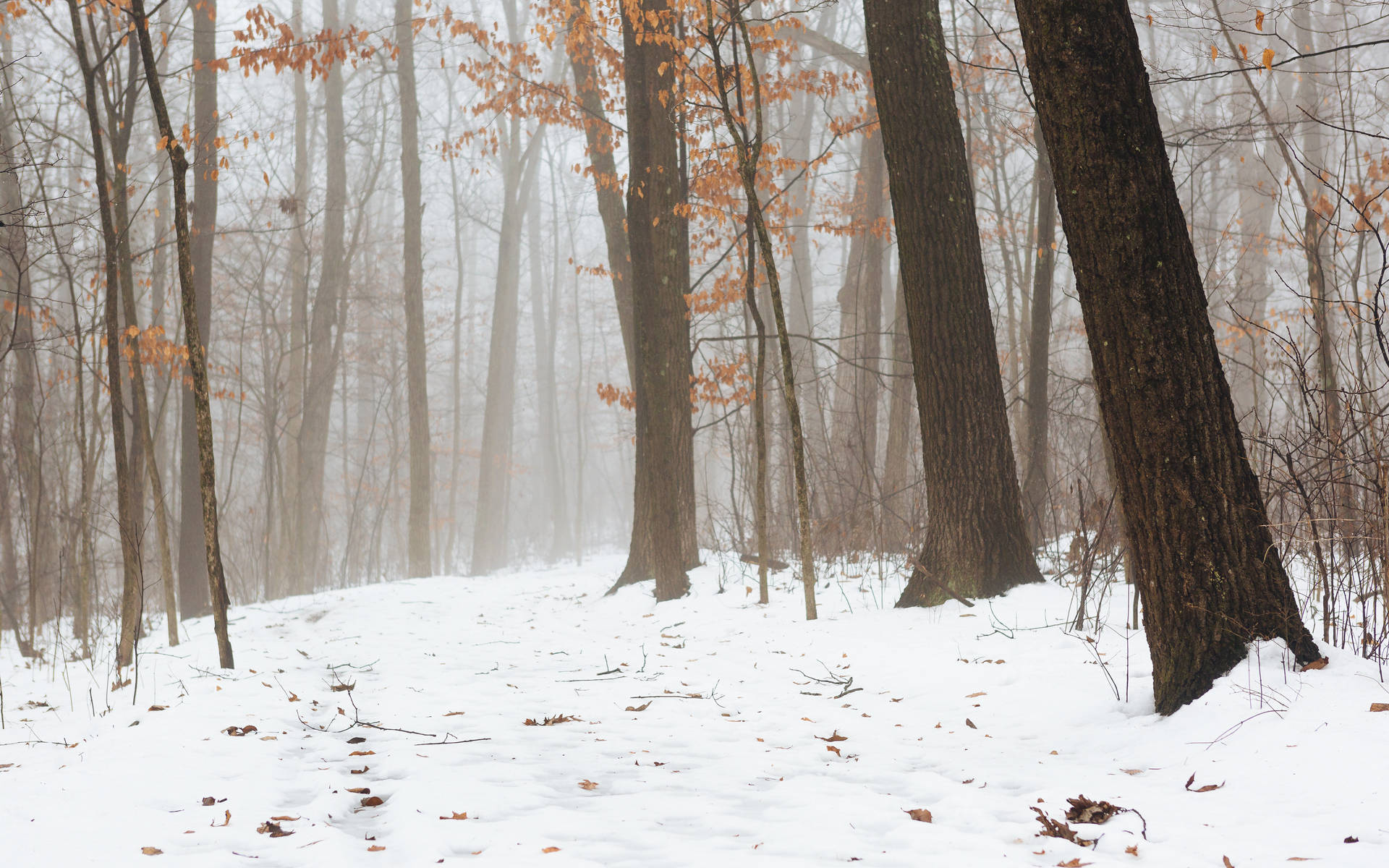 Foggy Forest With Snow-Covered Ground Wallpaper