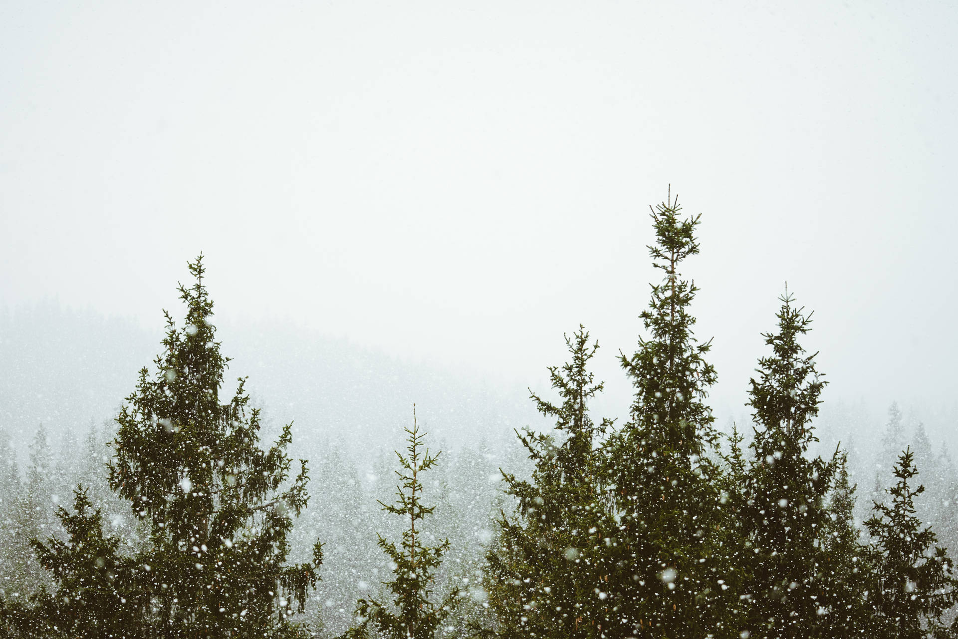 Foggy Forest With Snow Fall Wallpaper
