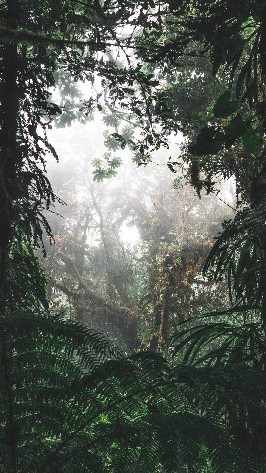 Foggy Jungle iPhone Wallpaper