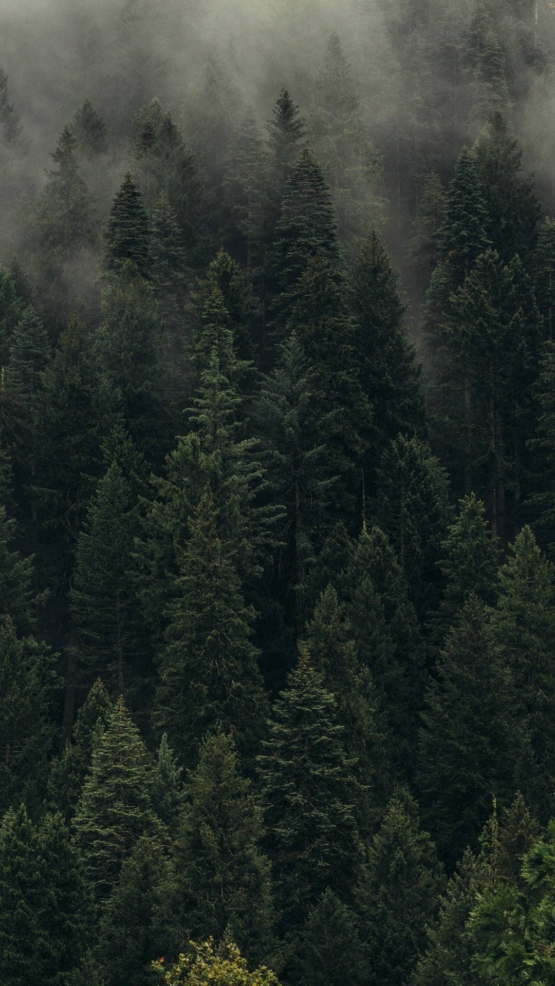 Pine Forest Phone Wallpaper  Forest wallpaper iphone, Forest