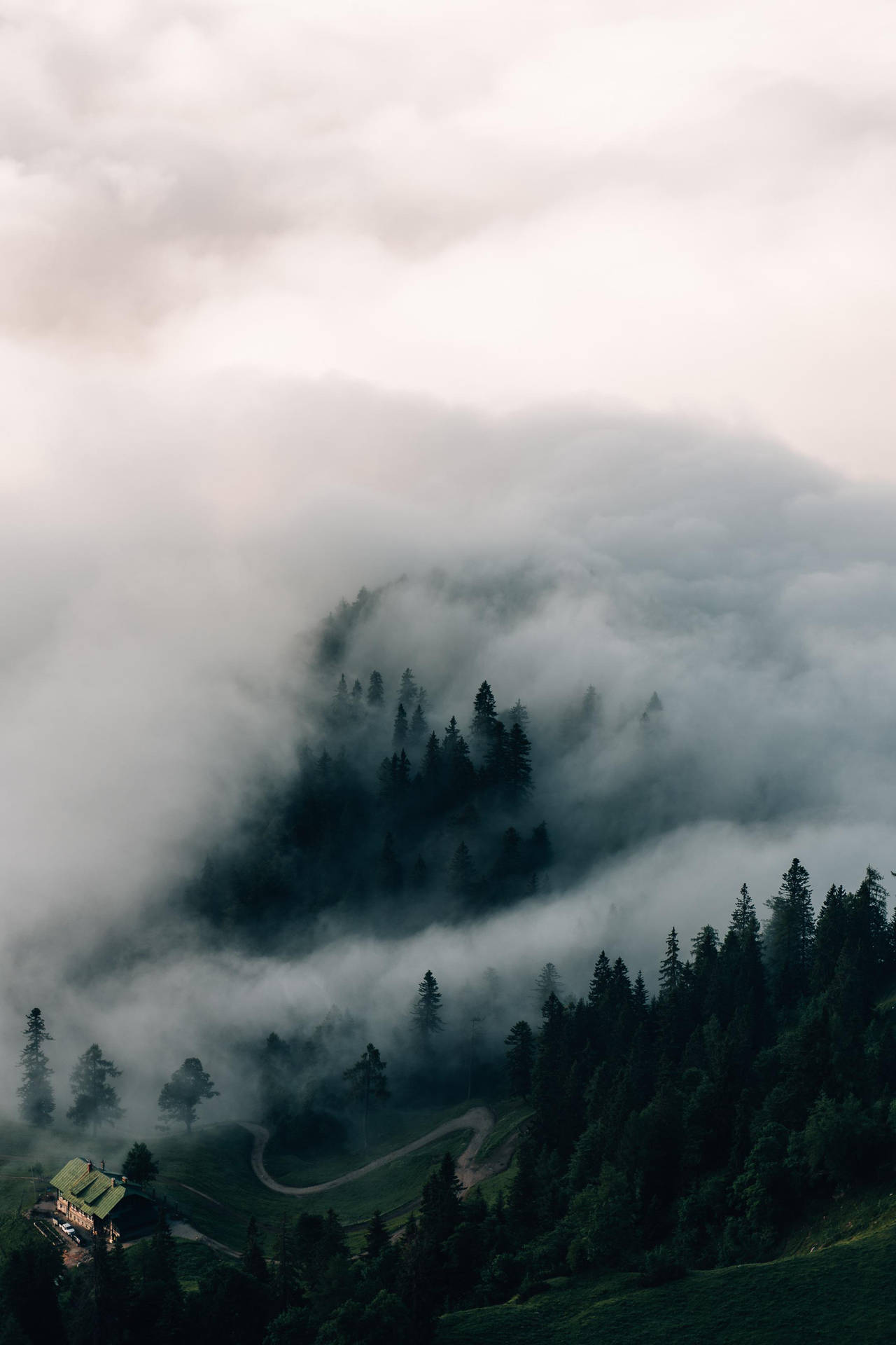 Versetzeihn In Nebel Gehüllte Tannenbäume-top-iphone Wallpaper