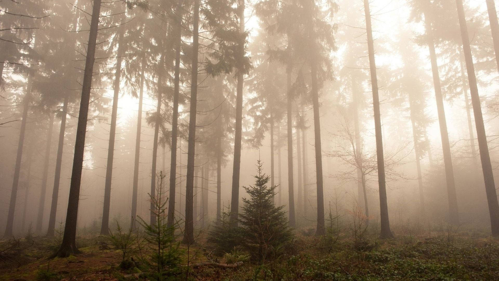 Foggy Redwood Forest Wallpaper