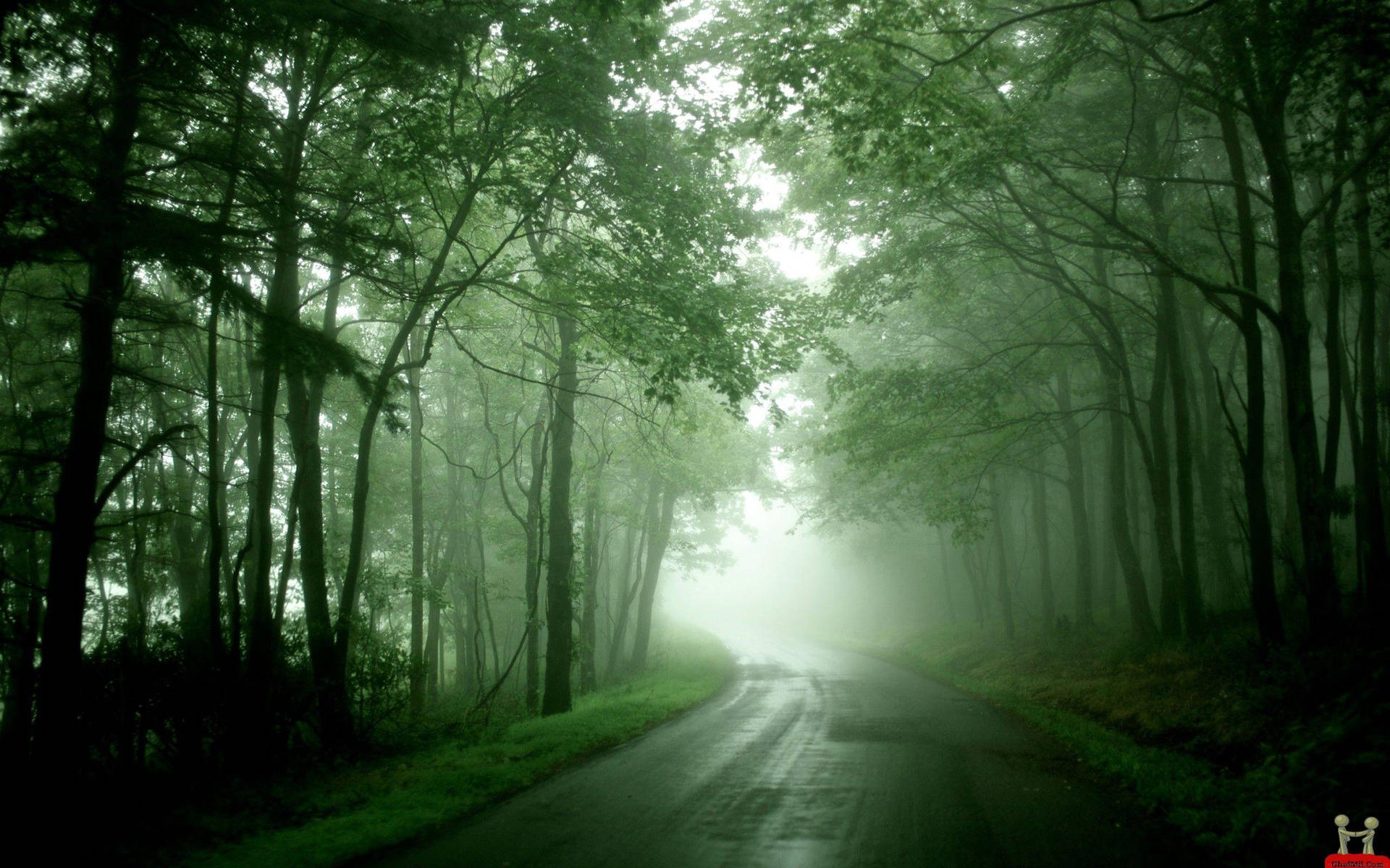 Foggy Road In The Greenery Wallpaper