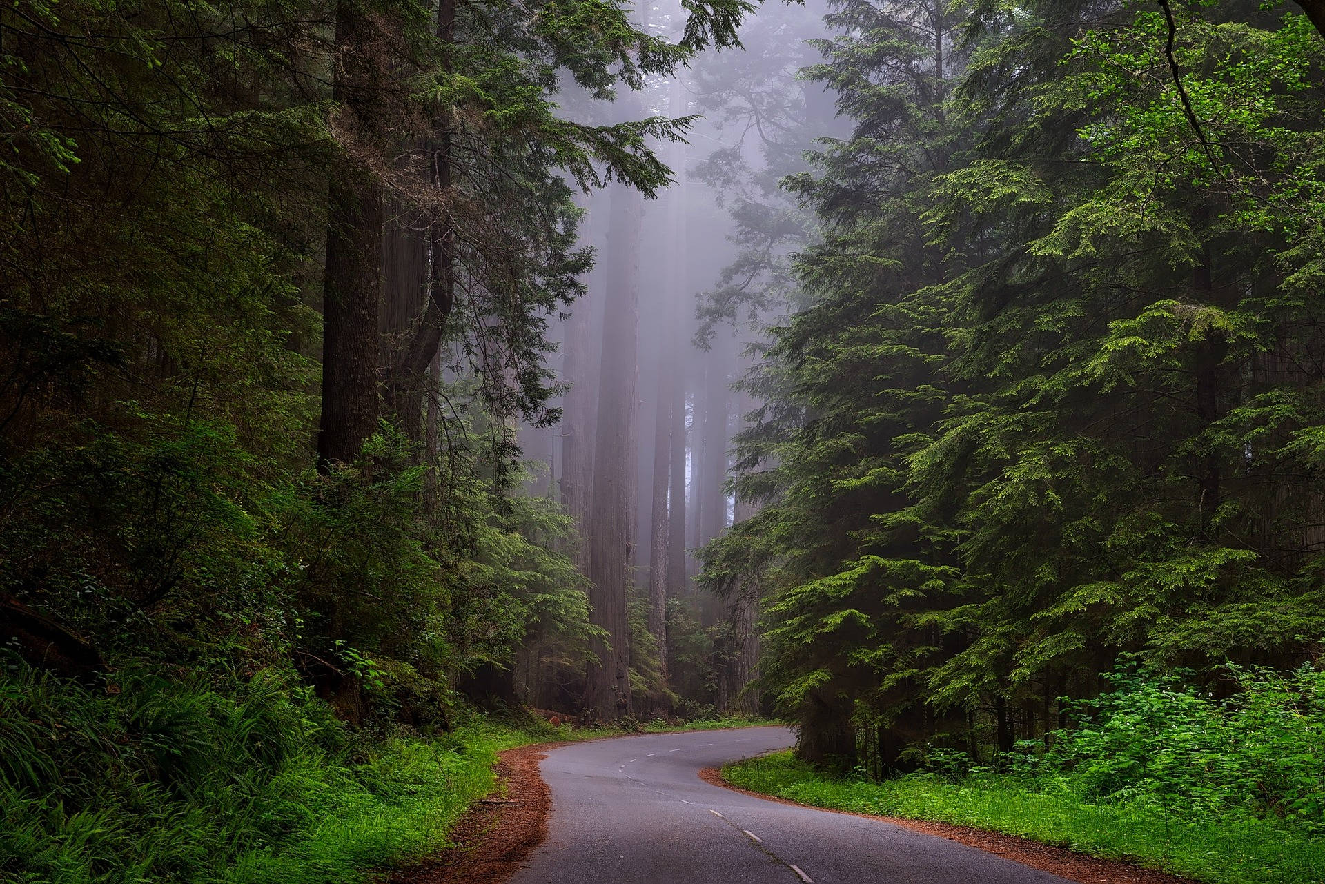 Foggy Road In The Woods Background
