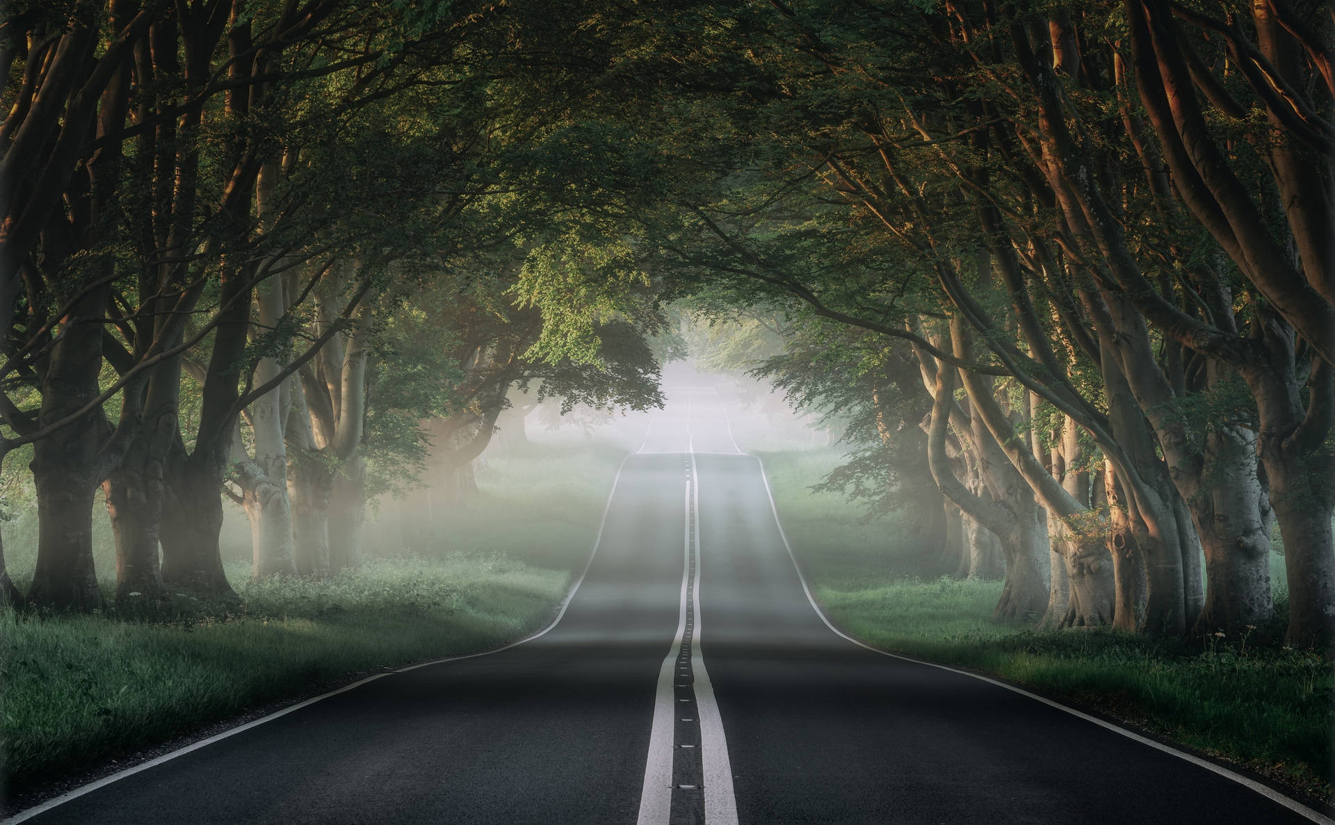 Foggy Road With Trees Hotmail Wallpaper