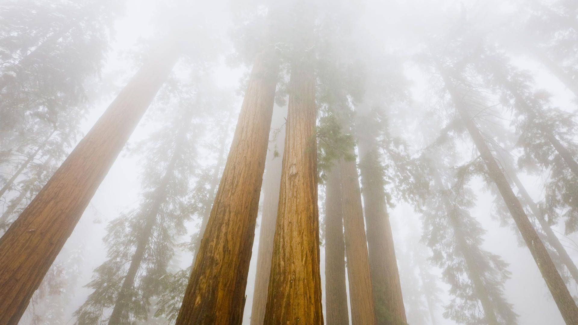 Foggy Sequoia National Park Wallpaper