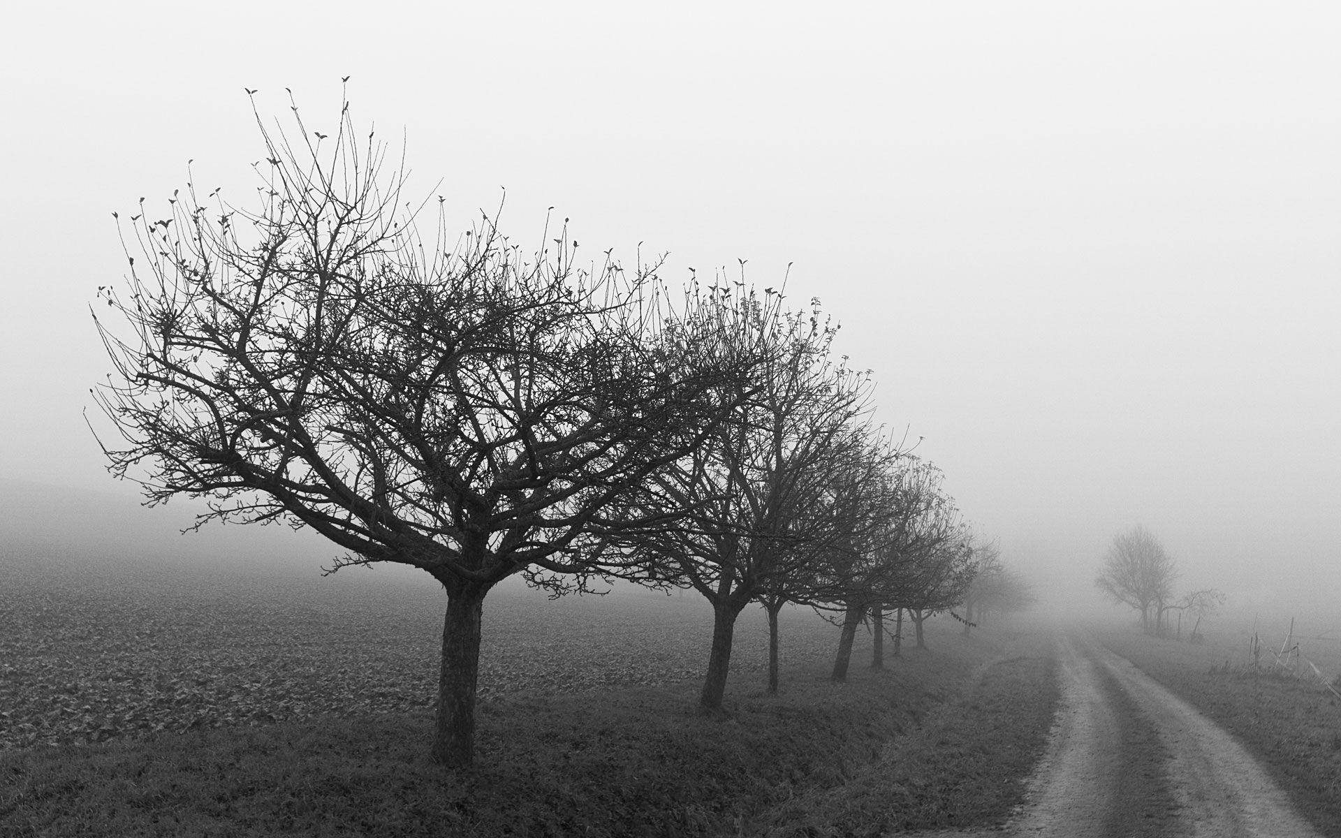 Foggy Tree Line Depression Wallpaper