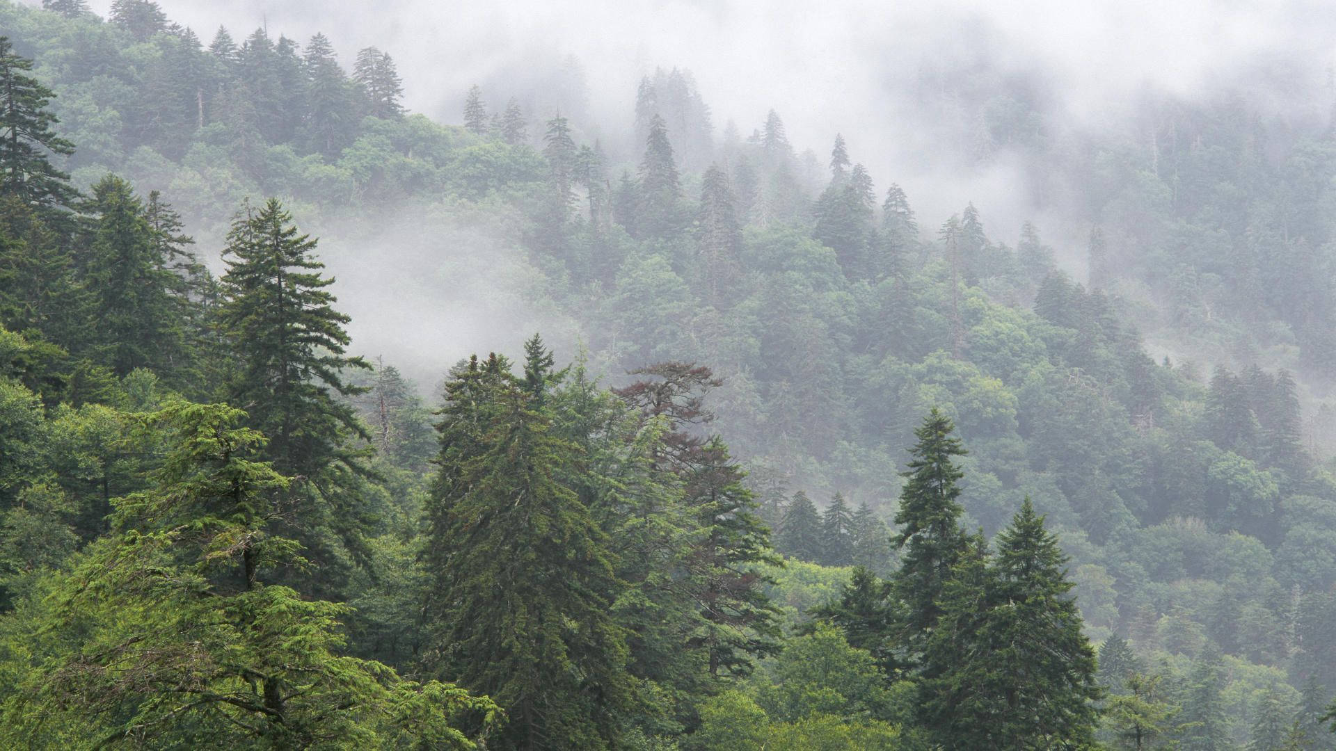 Foggy Trees On Smoky Mountains Wallpaper