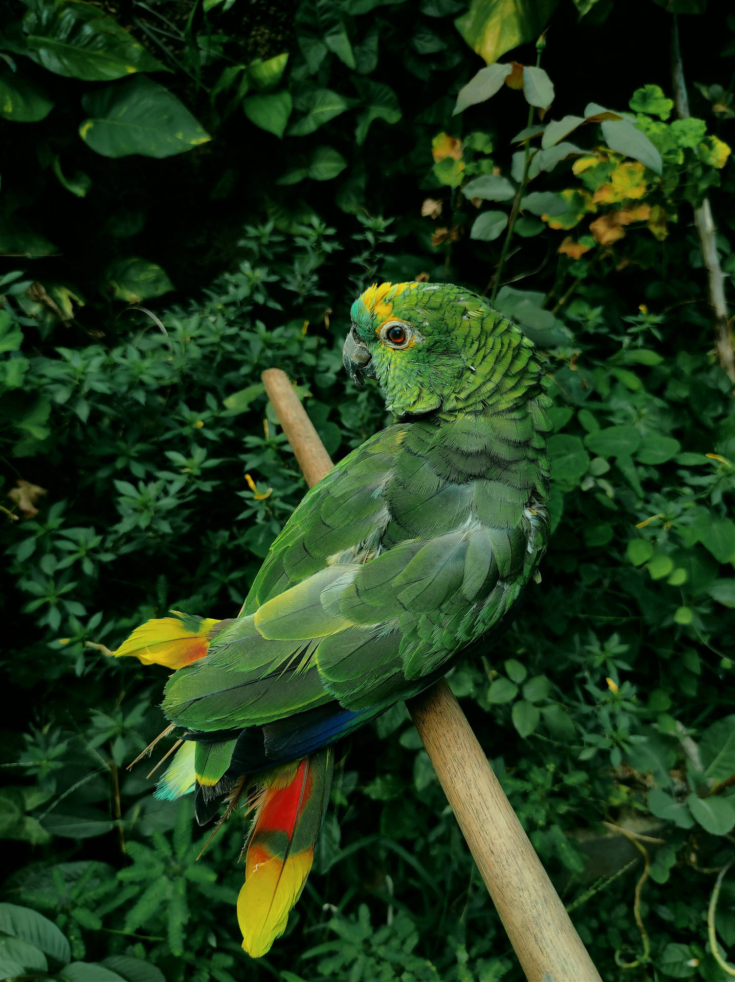 Foliage Green Parrot Hd Wallpaper