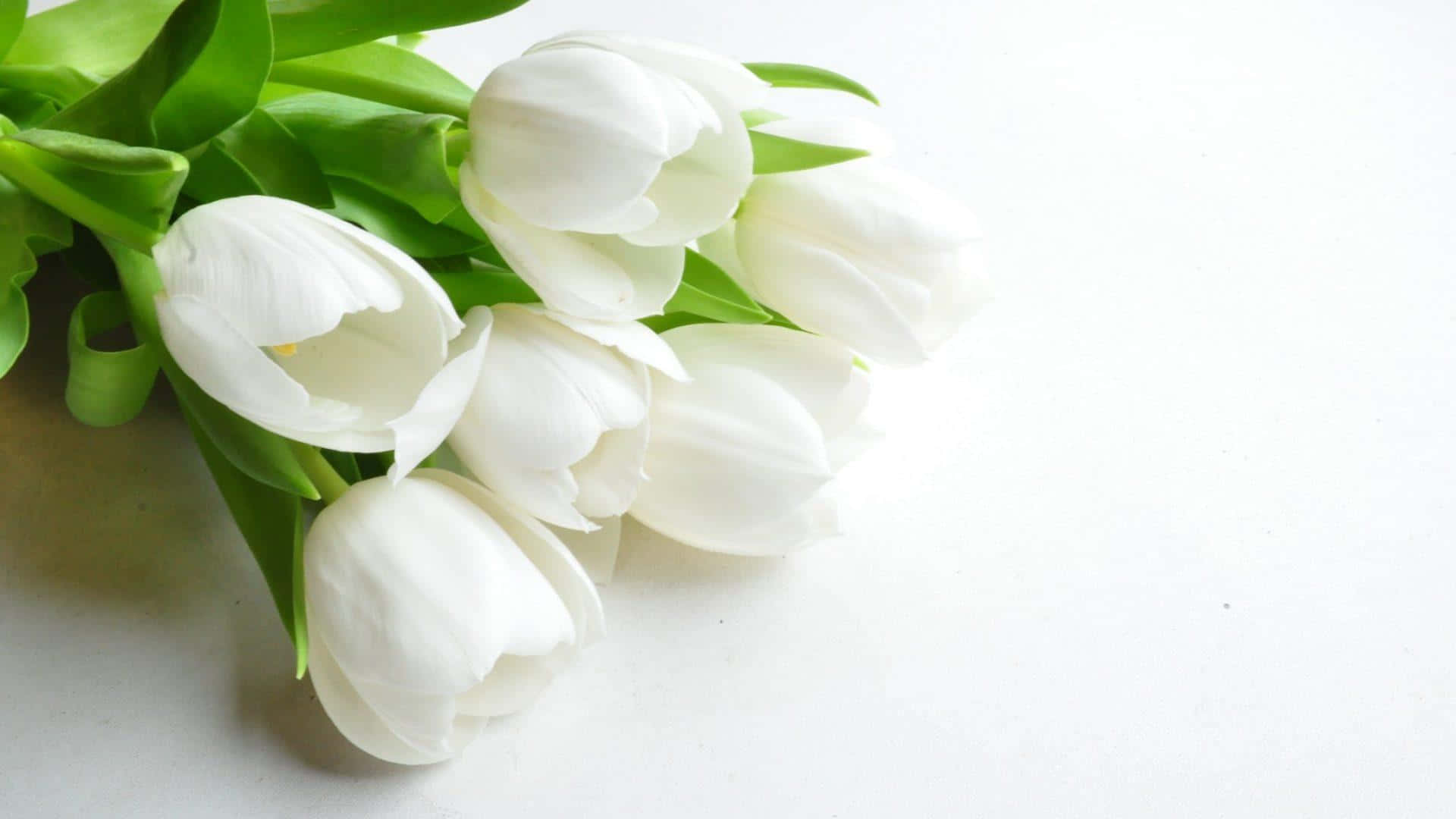 Fondode Pantalla Cautivador De Flores Blancas