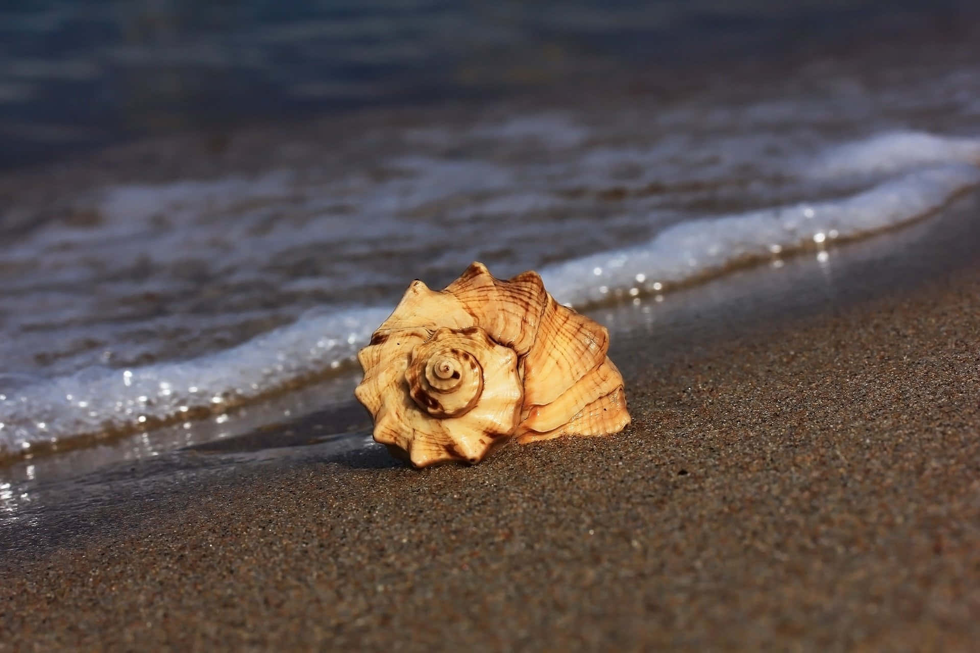 Fondode Pantalla: Concha En Espiral En Una Playa Soleada