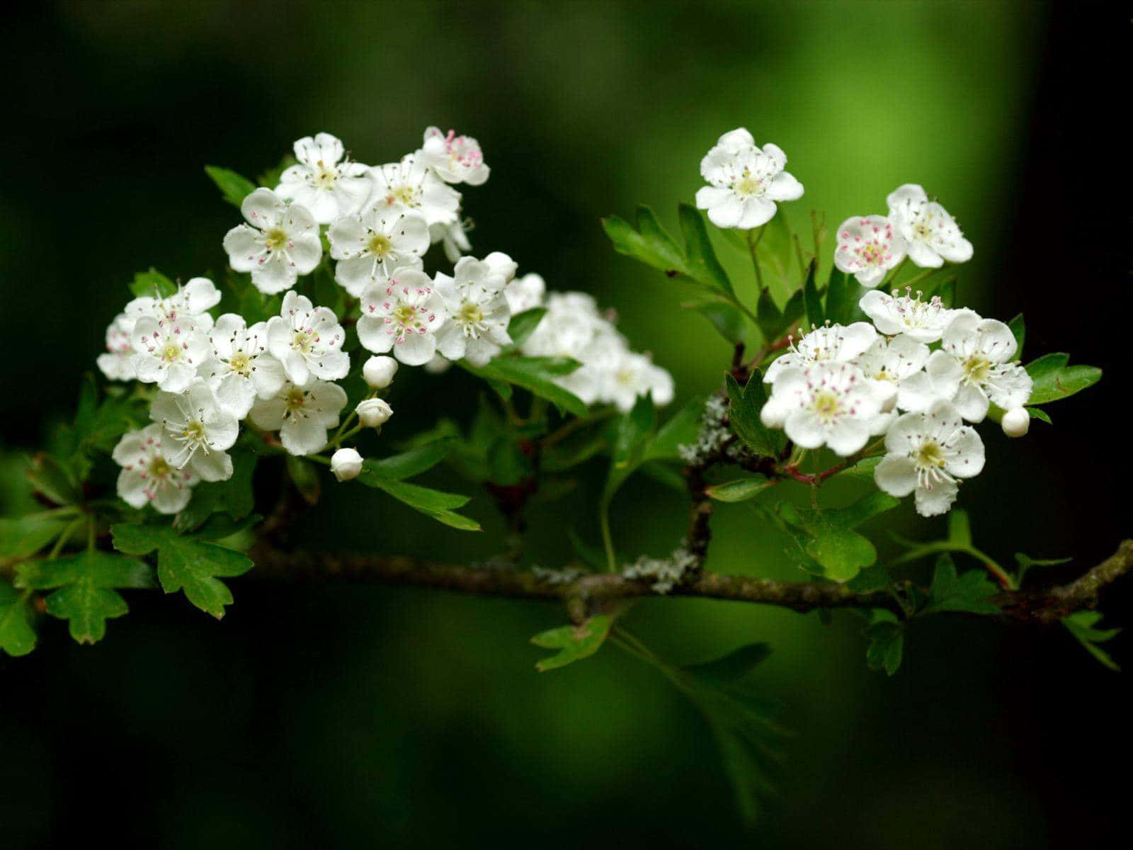 Fondode Pantalla De Hermosas Flores: Flores Vibrantes En Alta Resolución.