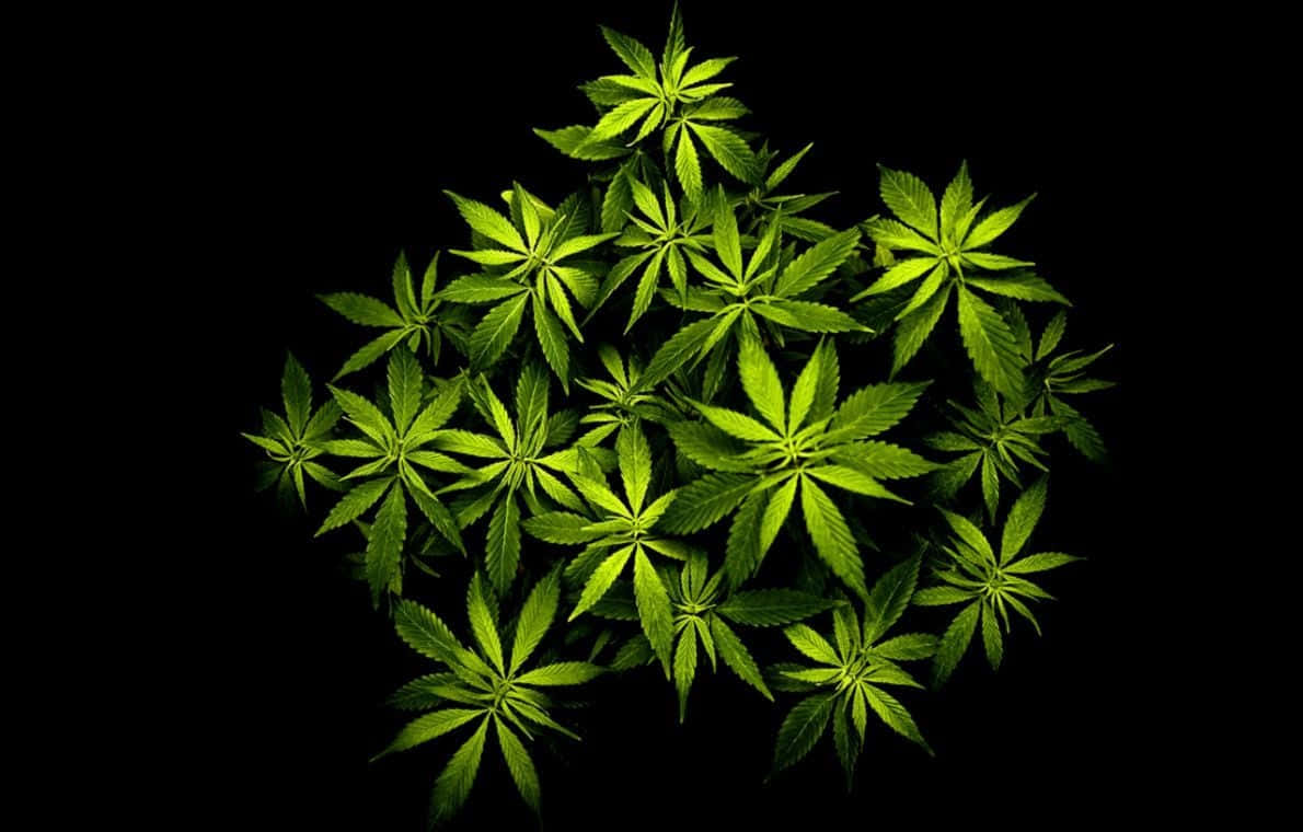 Fondode Pantalla De Hojas De Marihuana En Verde Vibrante