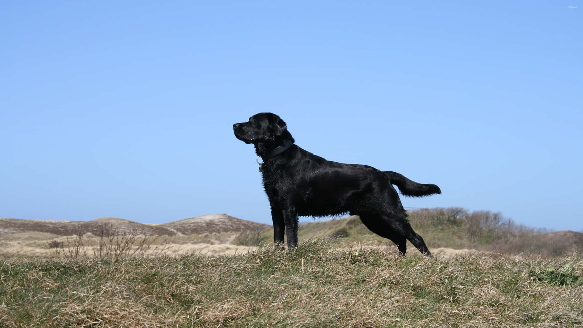 Fondode Pantalla De Labrador