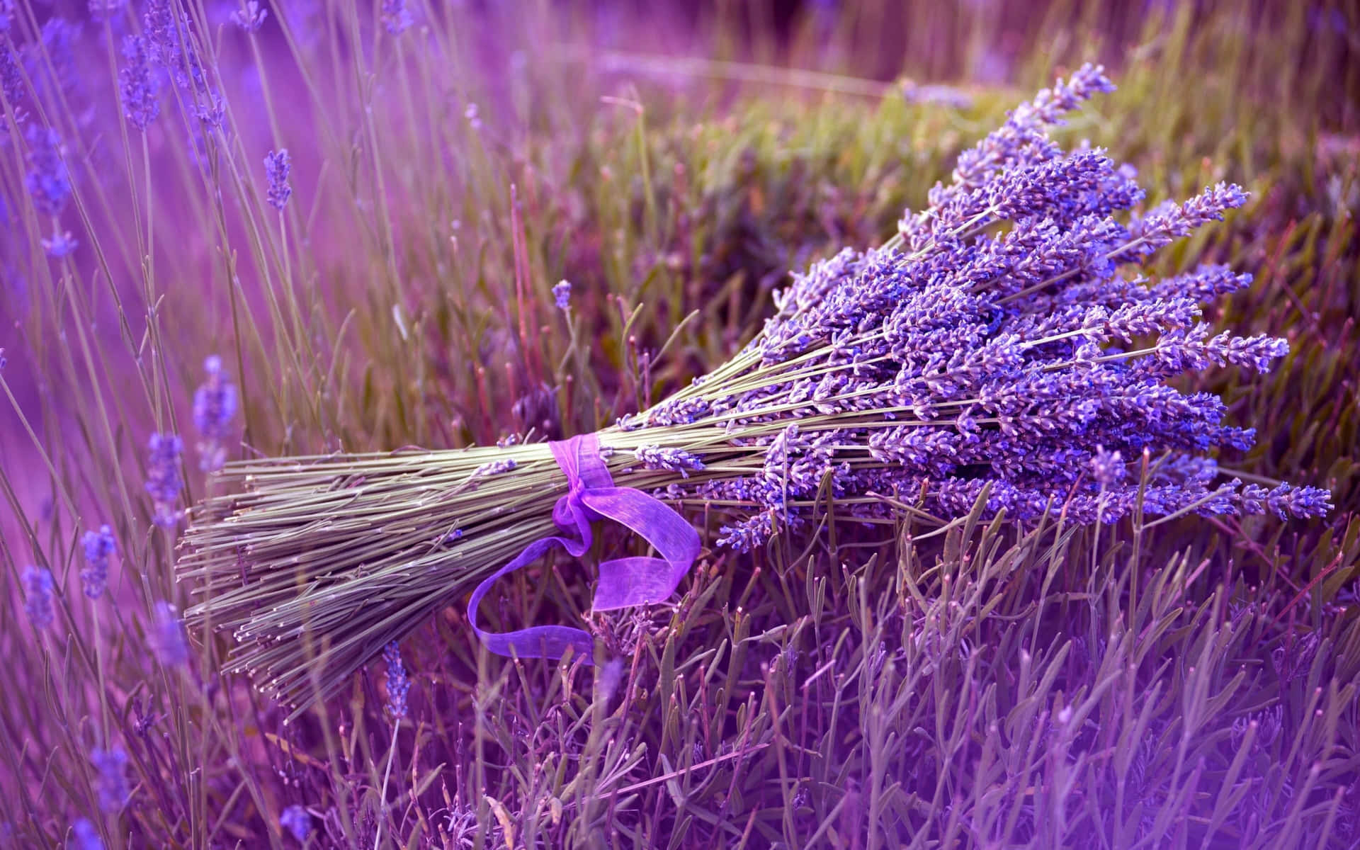 Fondode Pantalla De Lavanda