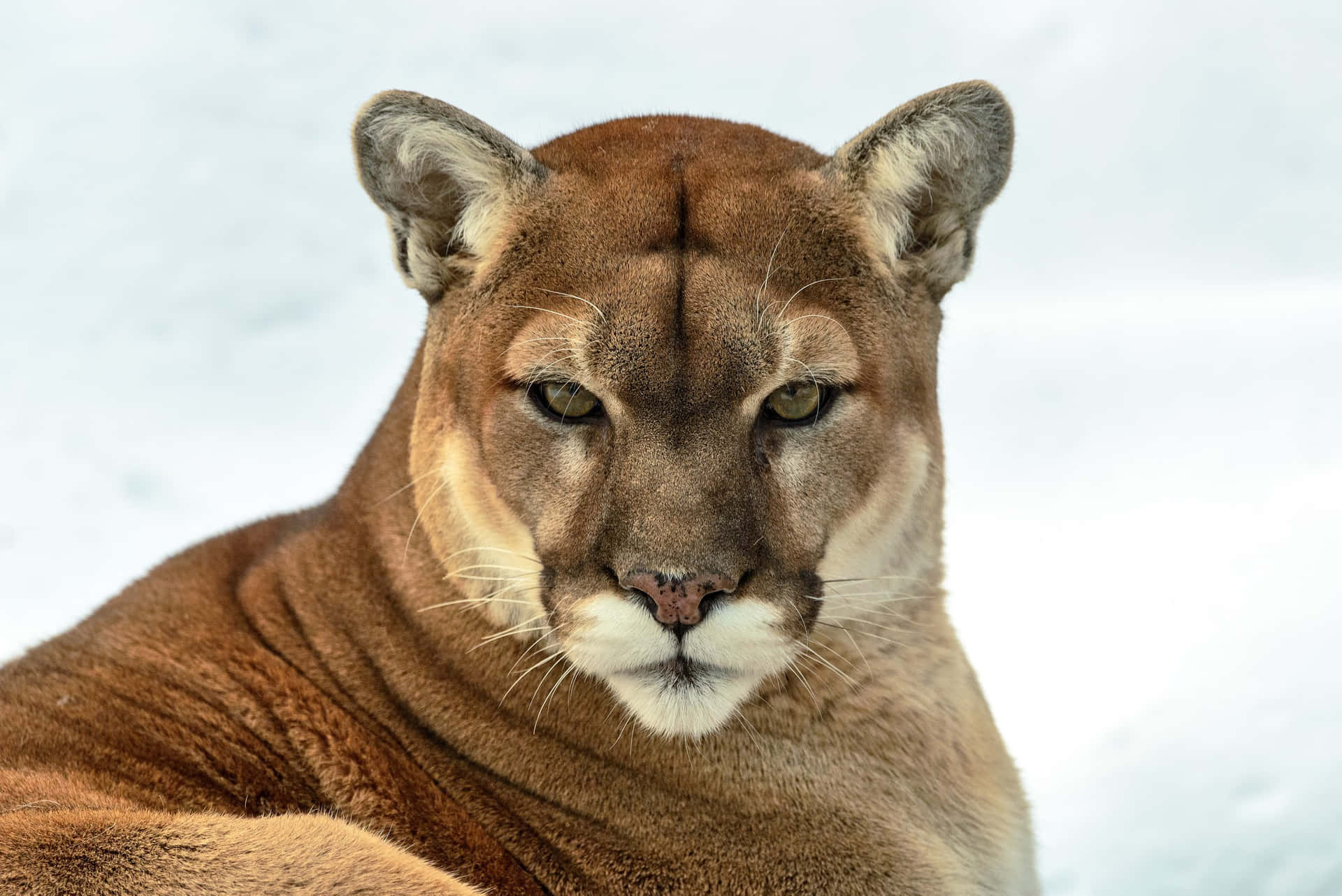 Fondode Pantalla De Puma