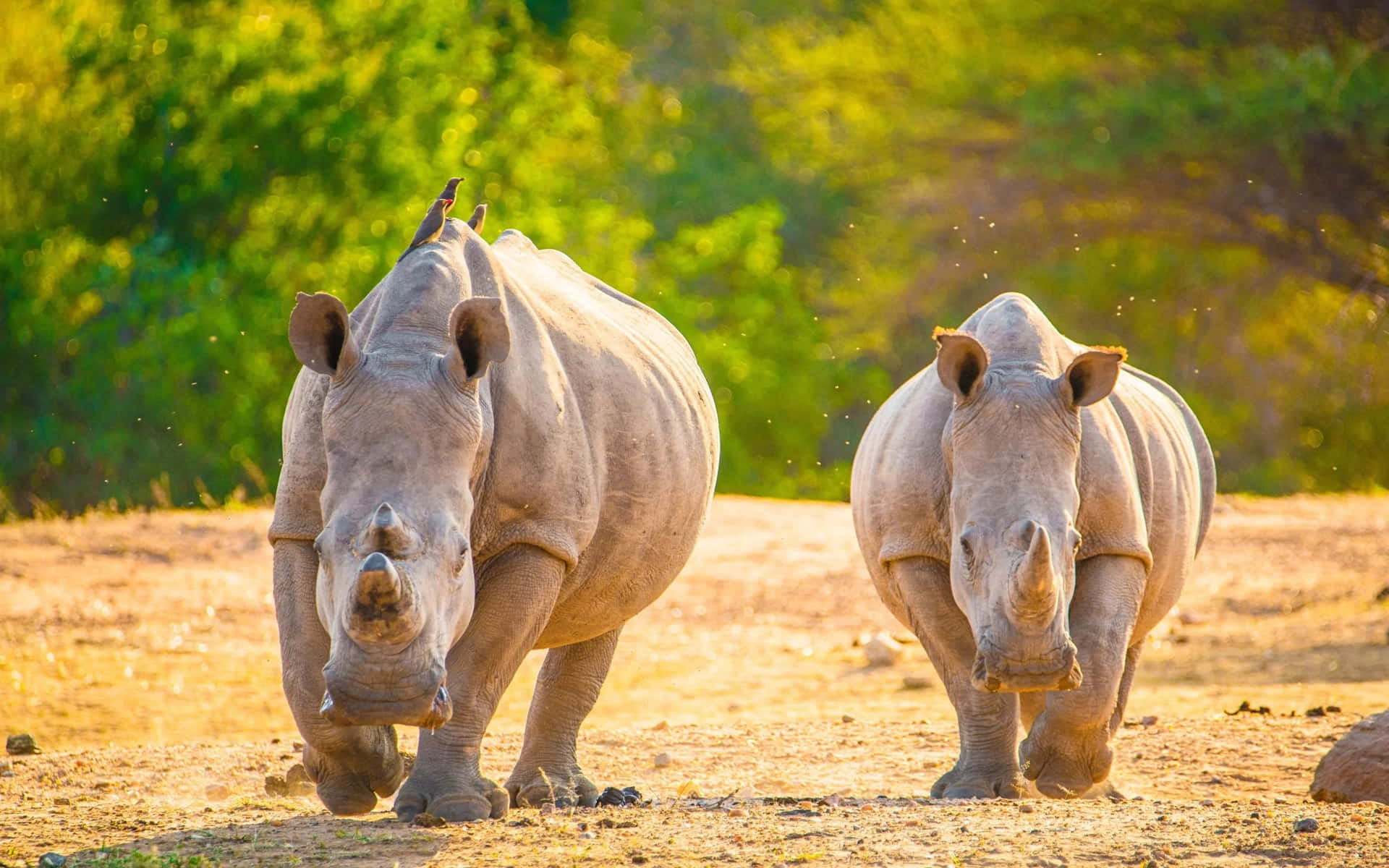 Fondode Pantalla De Rinocerontes