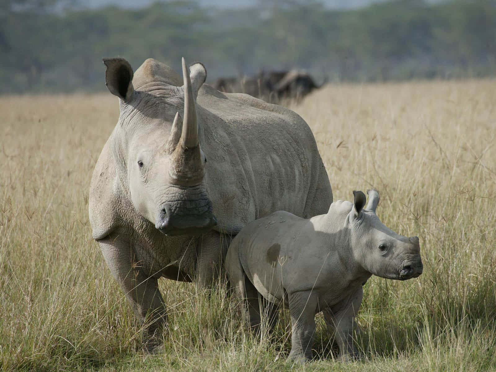 Fondode Pantalla De Rinocerontes