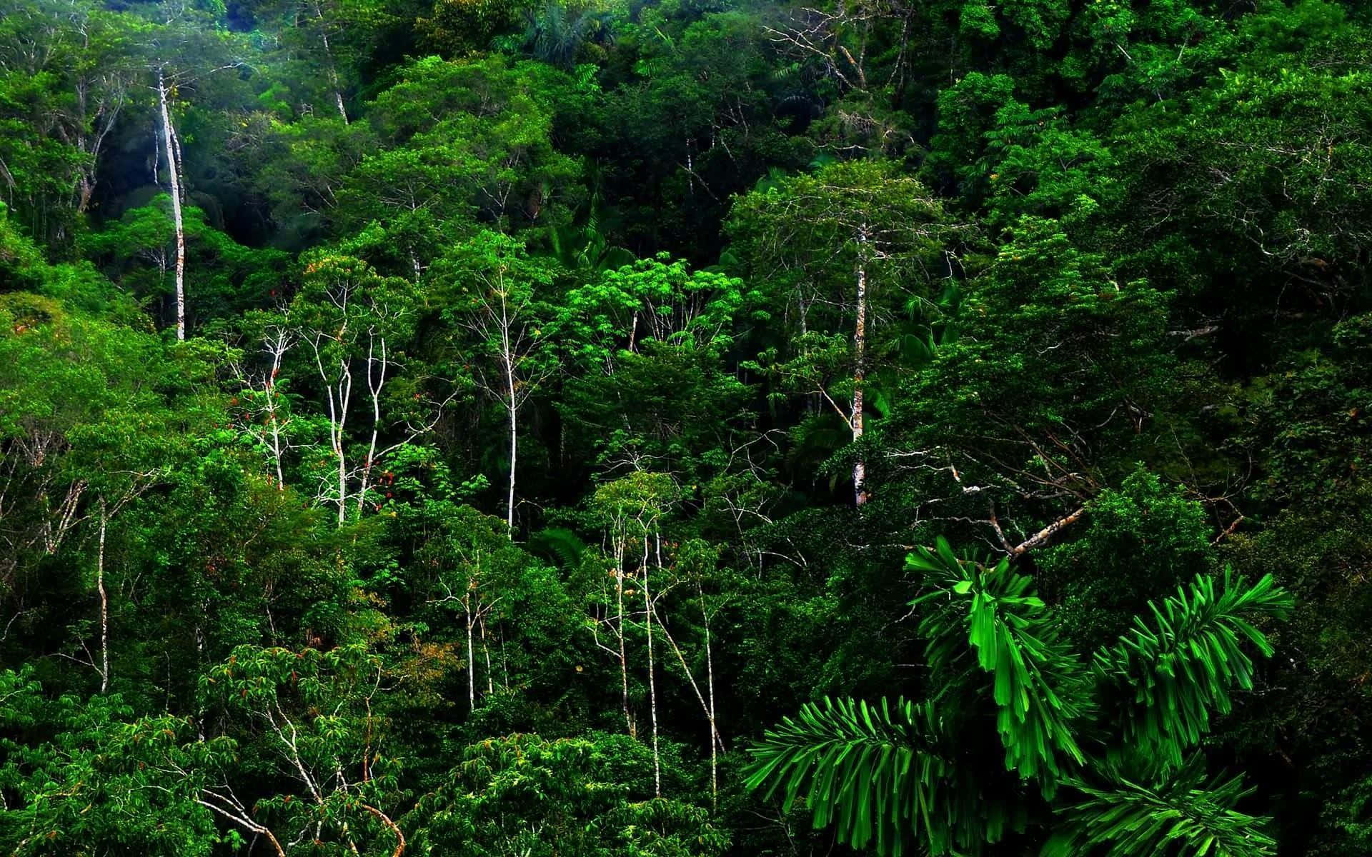 Fondode Pantalla De Selva Tropical