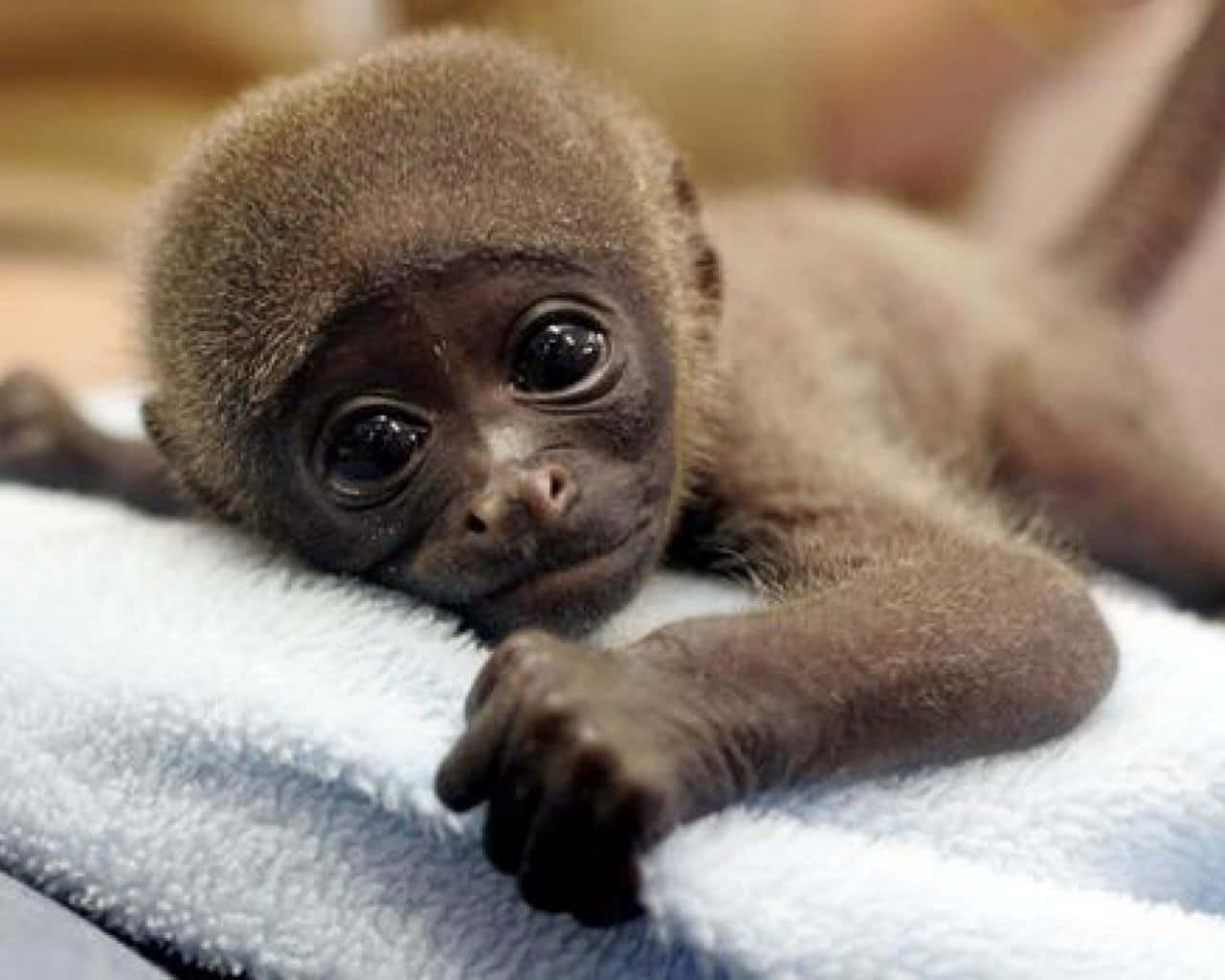 Fondode Pantalla De Un Bebé Mono