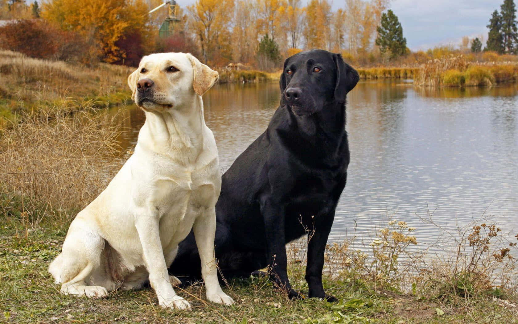 Fondode Pantalla De Un Labrador