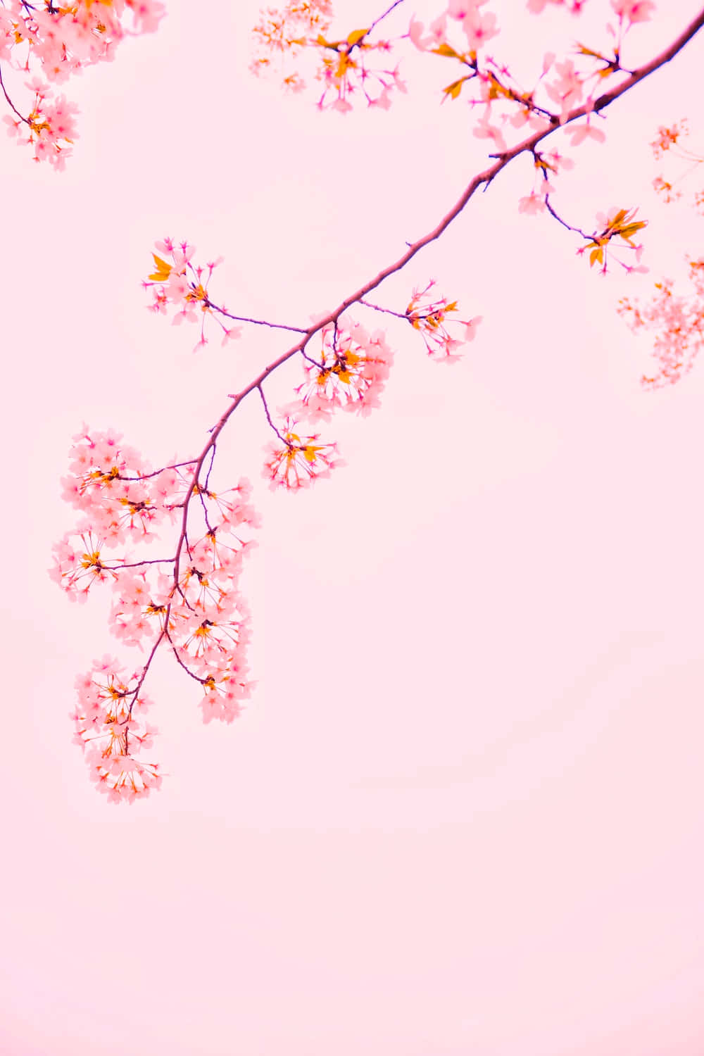 Fondode Sakura