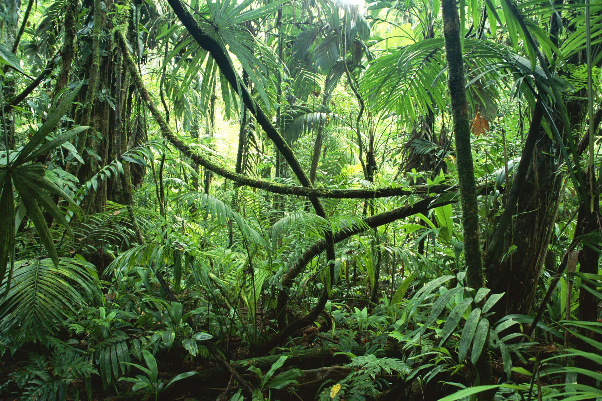 Fondode Selva Tropical