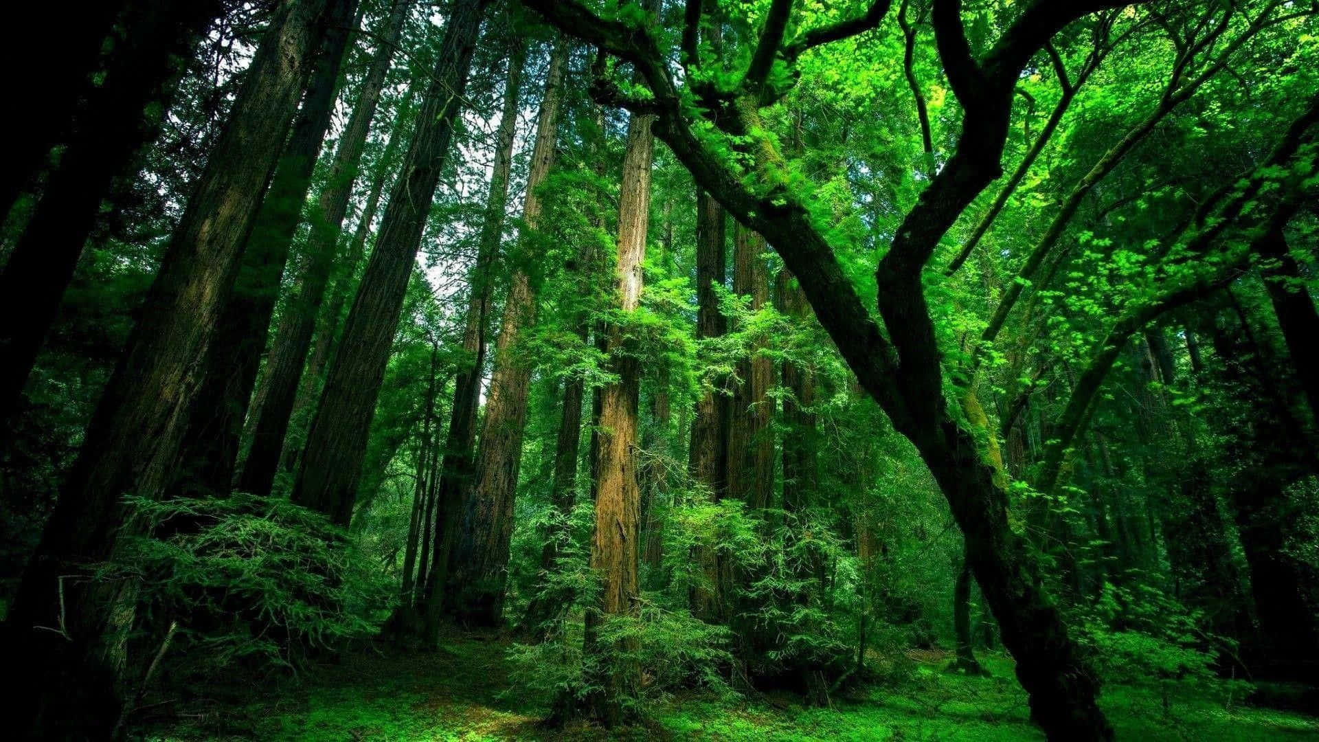 Fondoverde Bosque