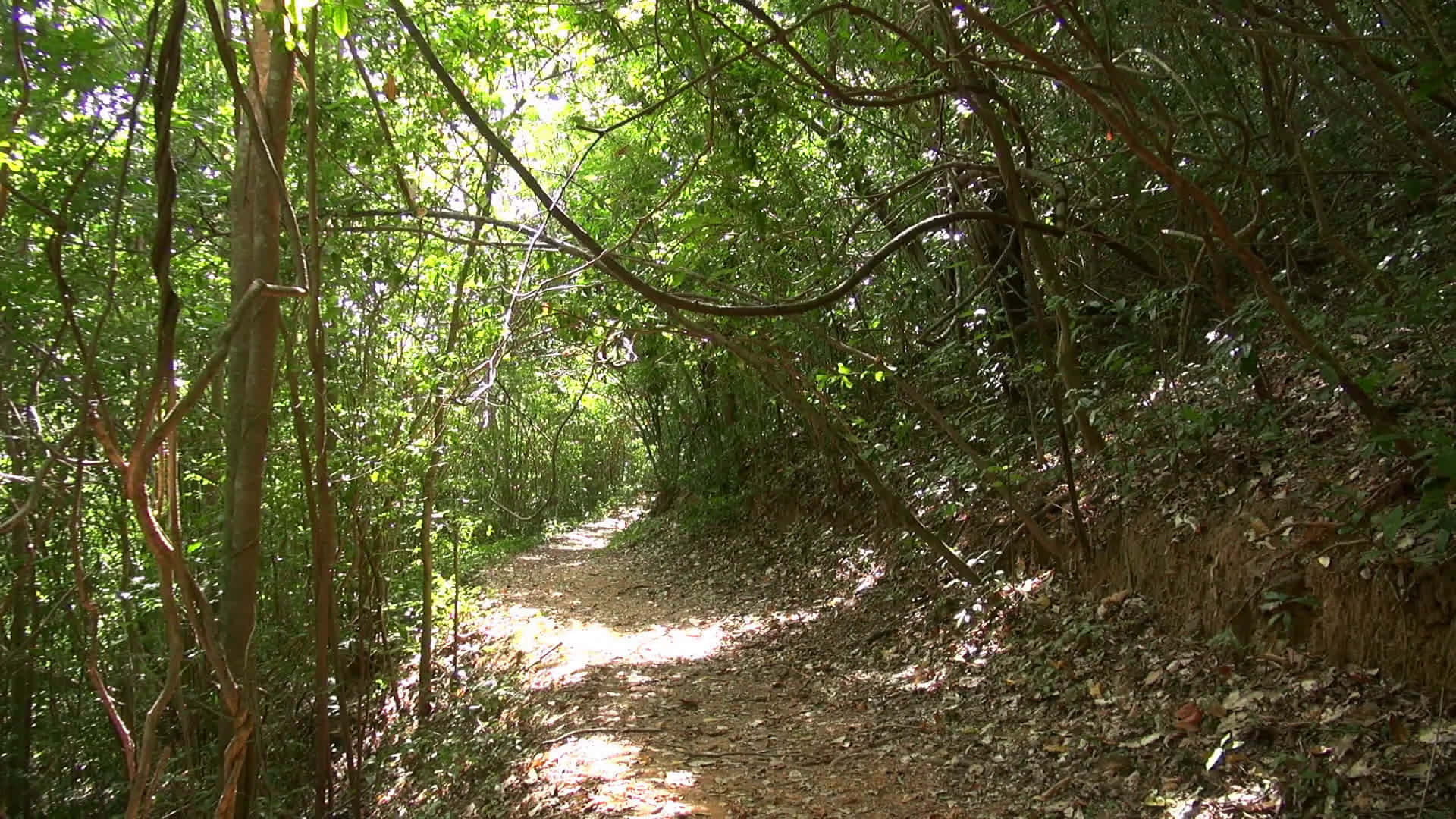 Fondoverde Del Bosque.