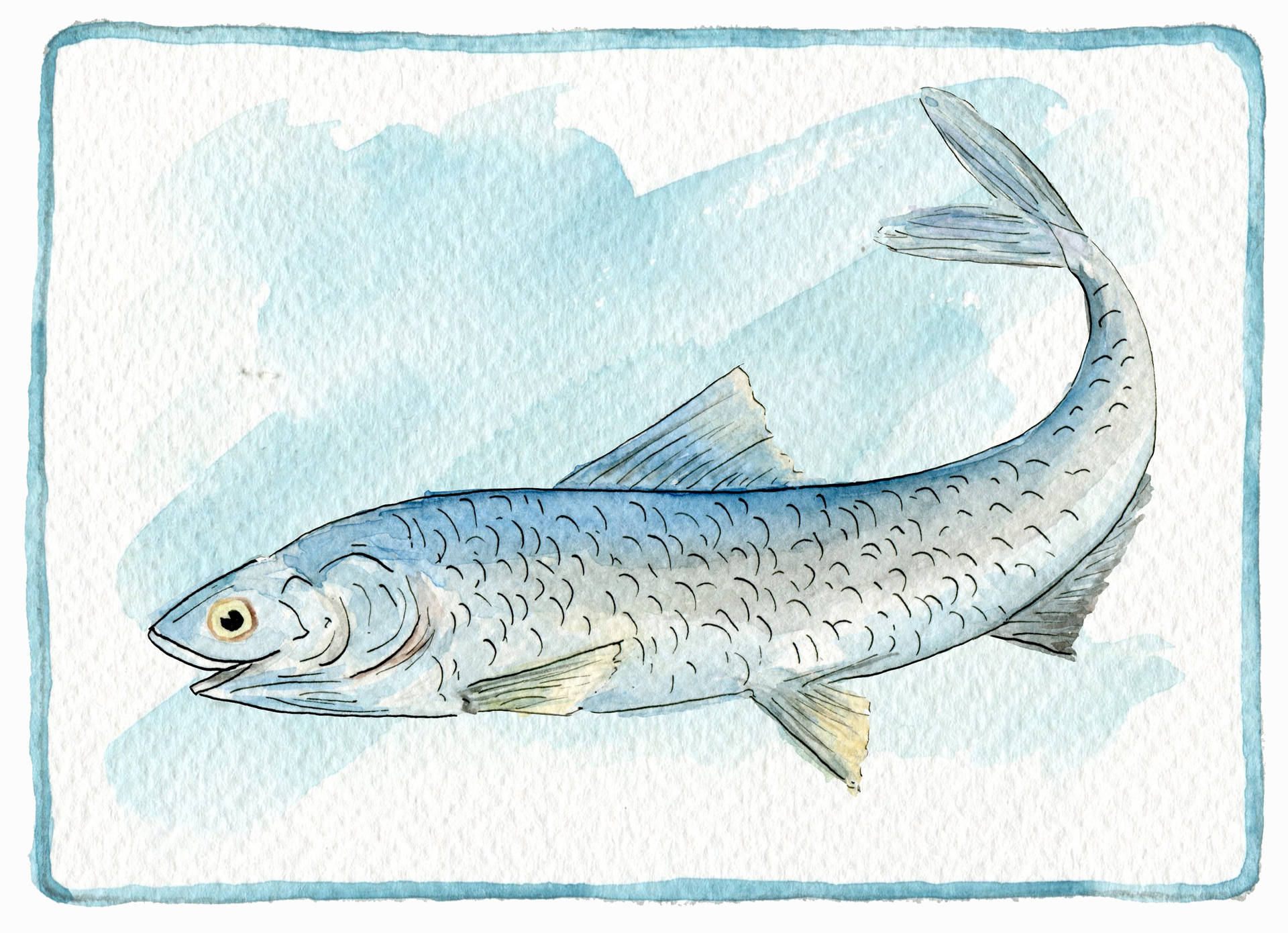 Food Fish Anchovies Watercolor Artwork Wallpaper