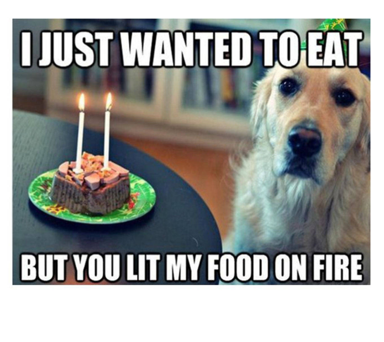Food On Fire Dog Funny Meme Wallpaper