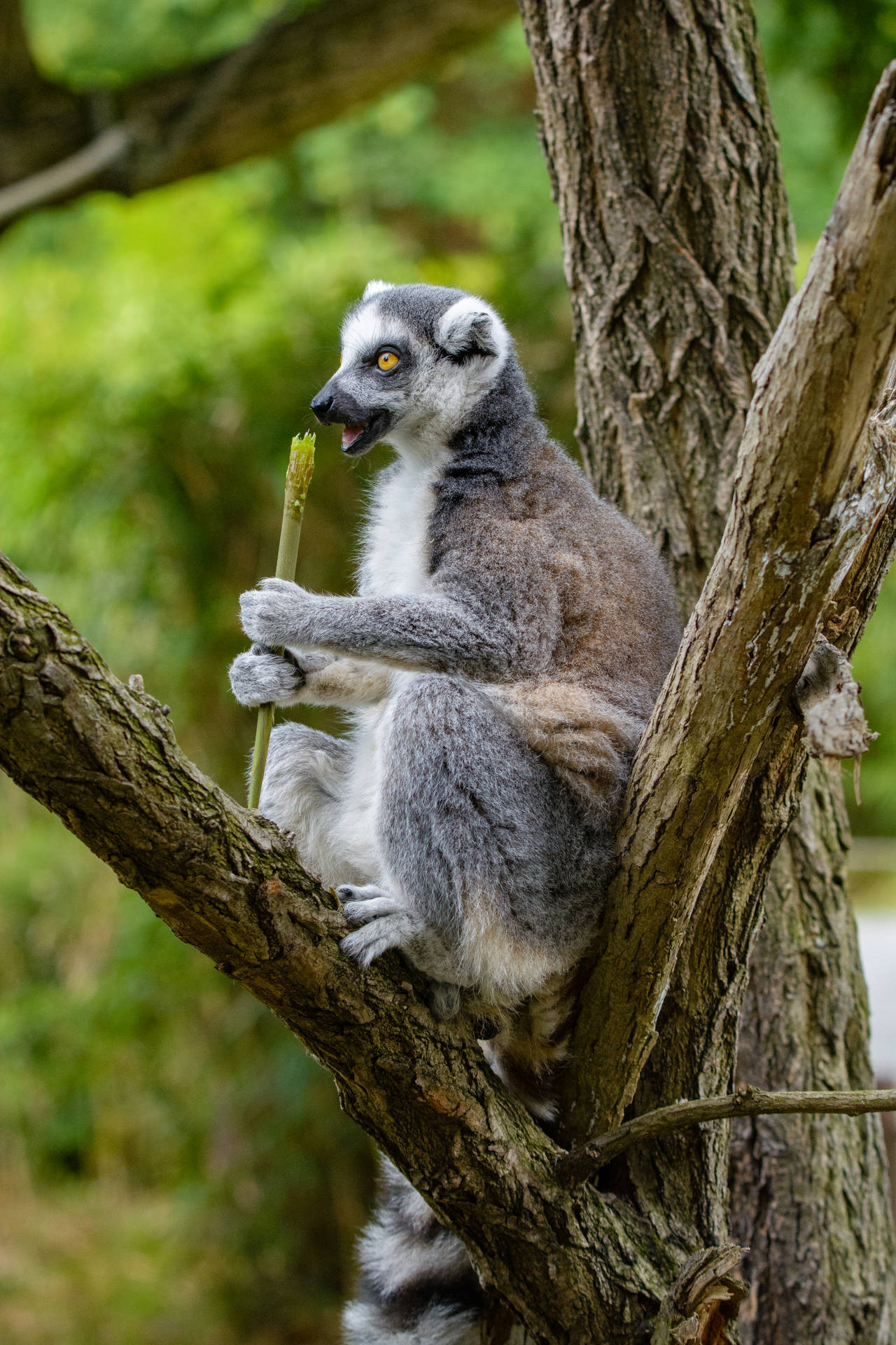 Food Snacking Lemur Wallpaper