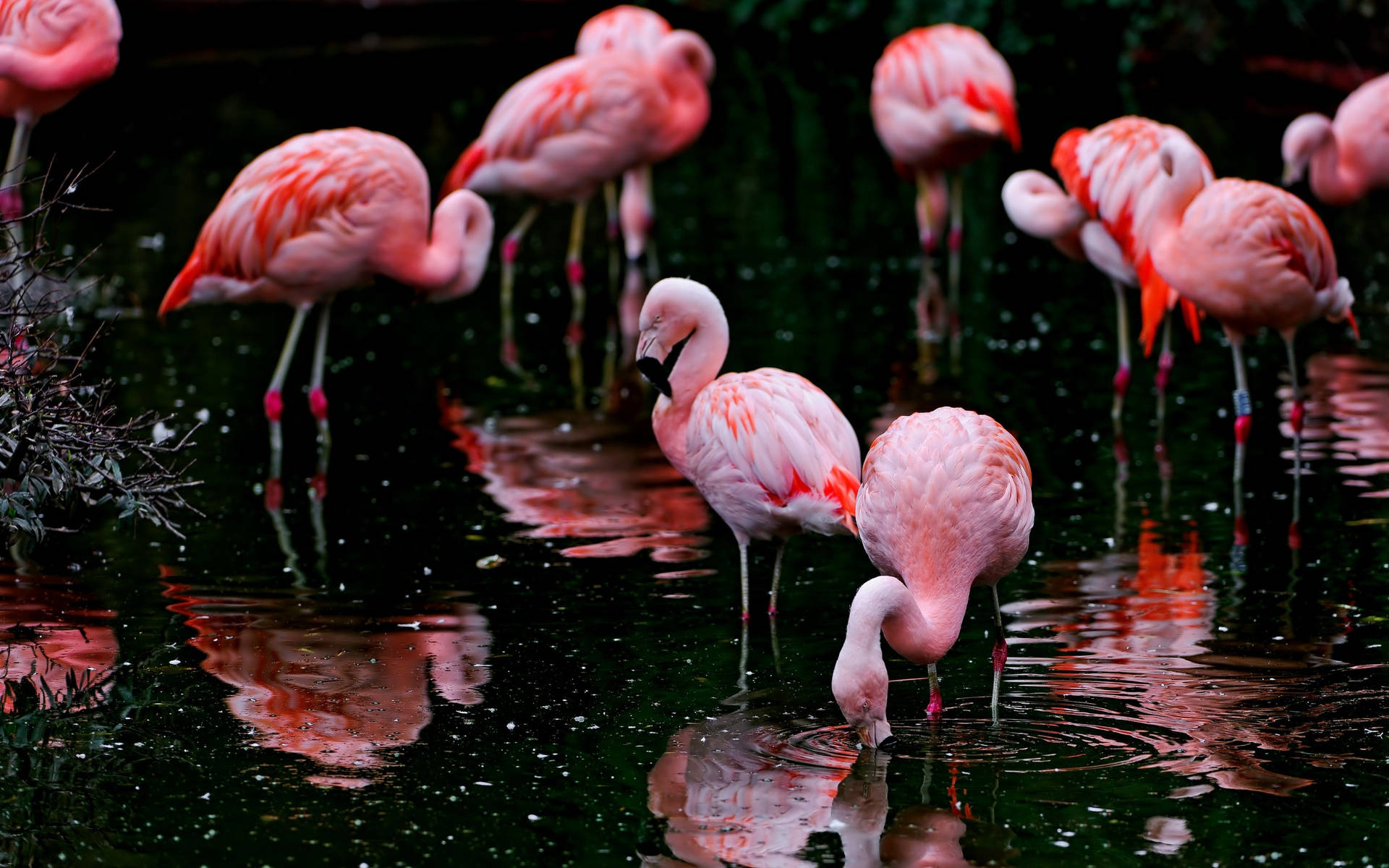 Foraging Flock Of Pink Flamingos Wallpaper