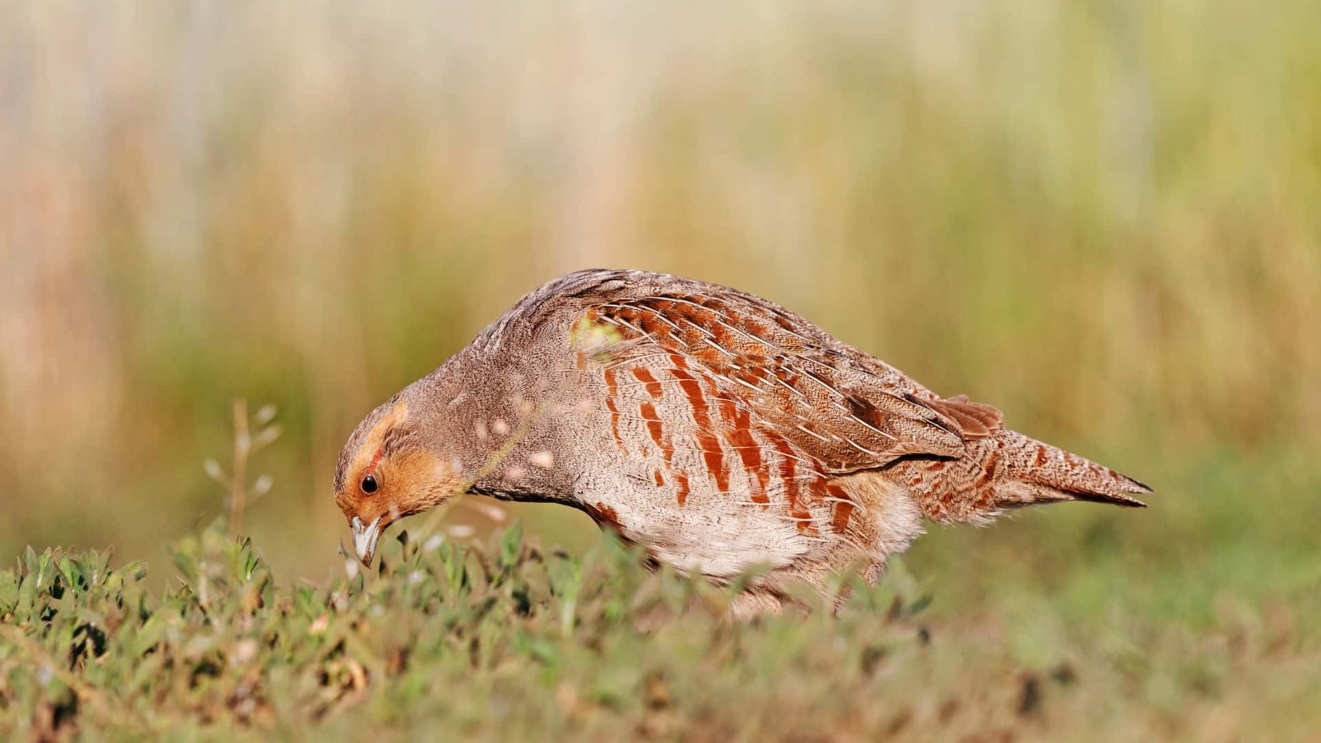 Foraging Partridgein Grassland.jpg Wallpaper