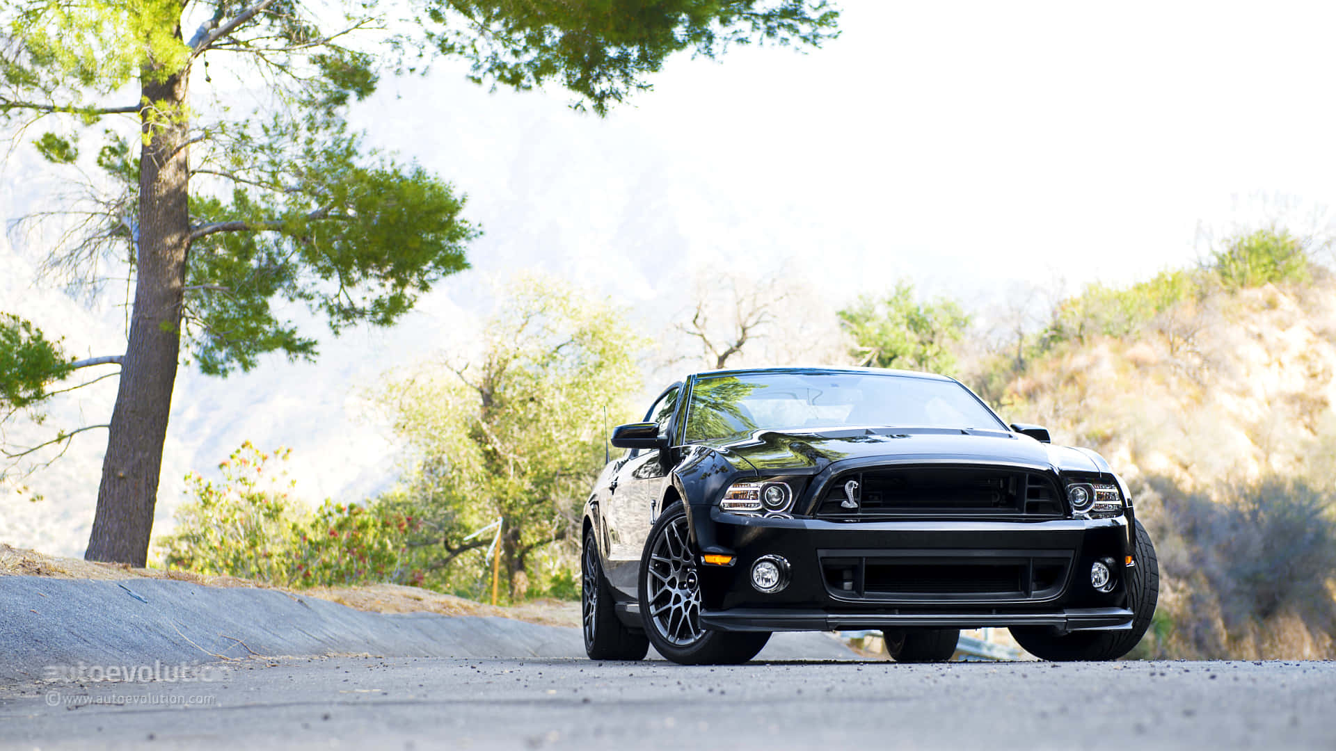 Ford Mustang 2013 Shelby GT500 Car Wallpaper
