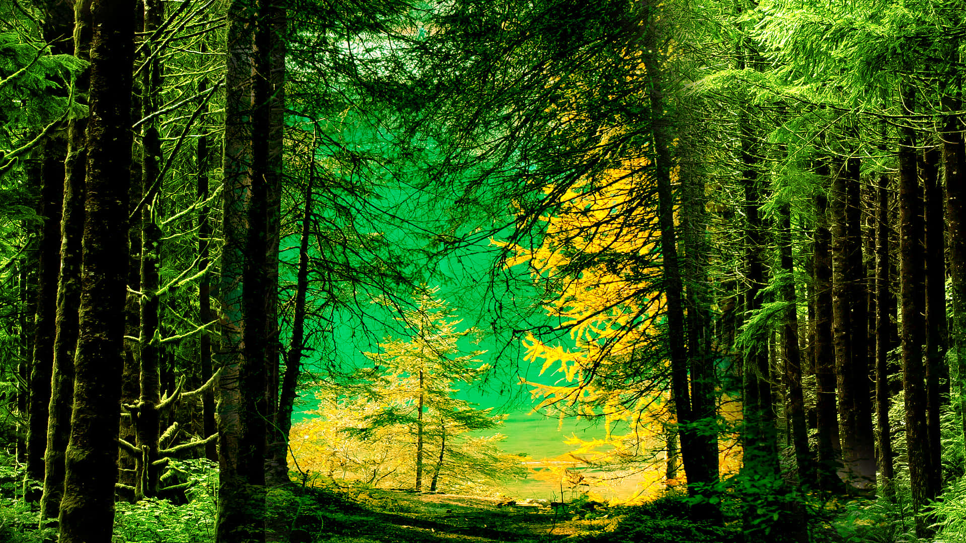 Forest 1920 X 1080 Background