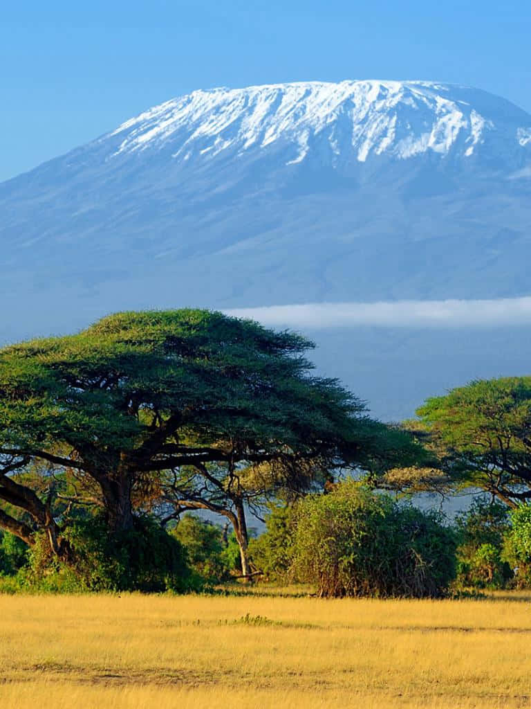 Captivating Vistas of Mount Kilimanjaro Forest Wallpaper