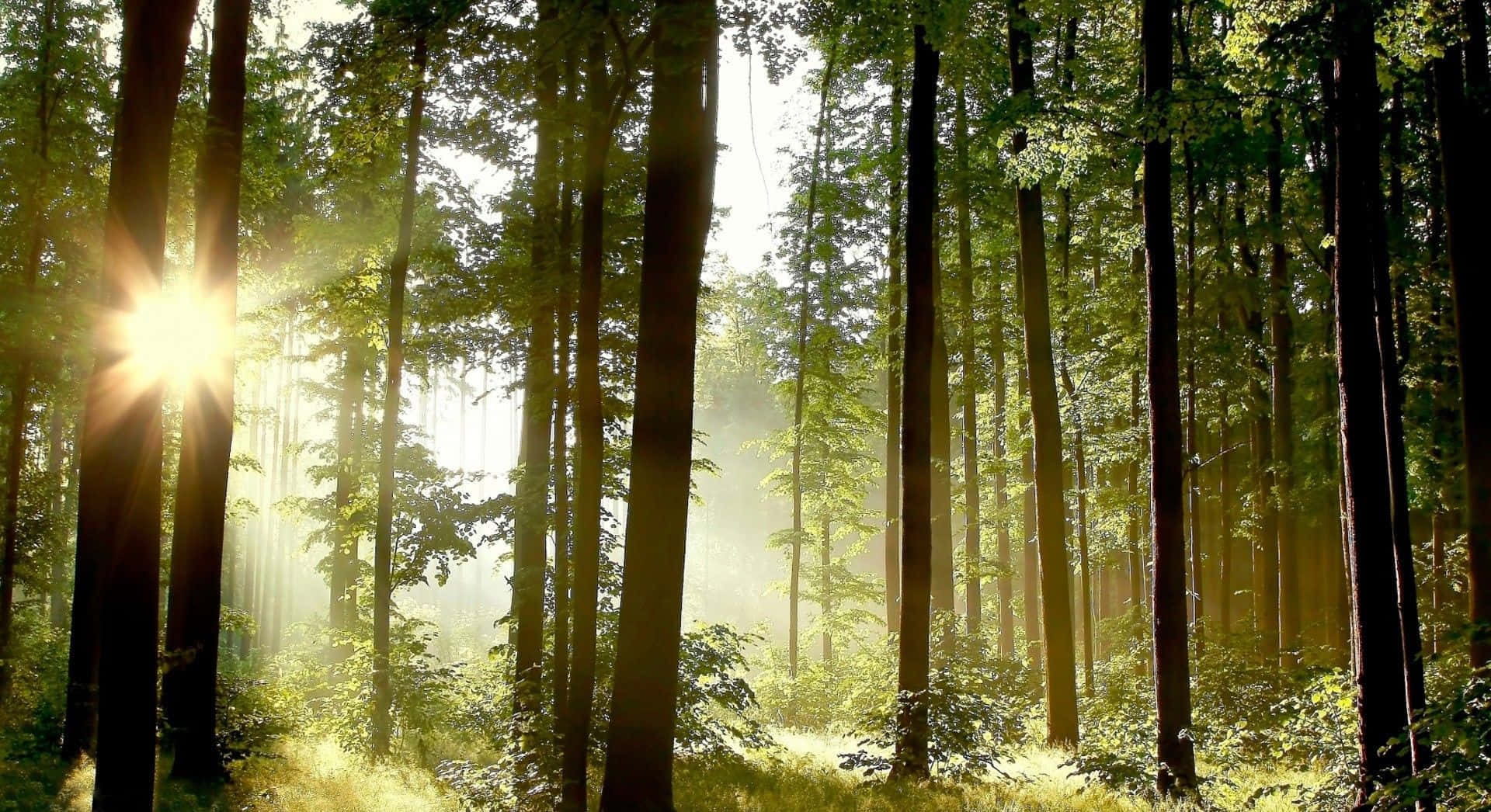 Einwald Mit Sonnenlicht, Das Durch Die Bäume Scheint.