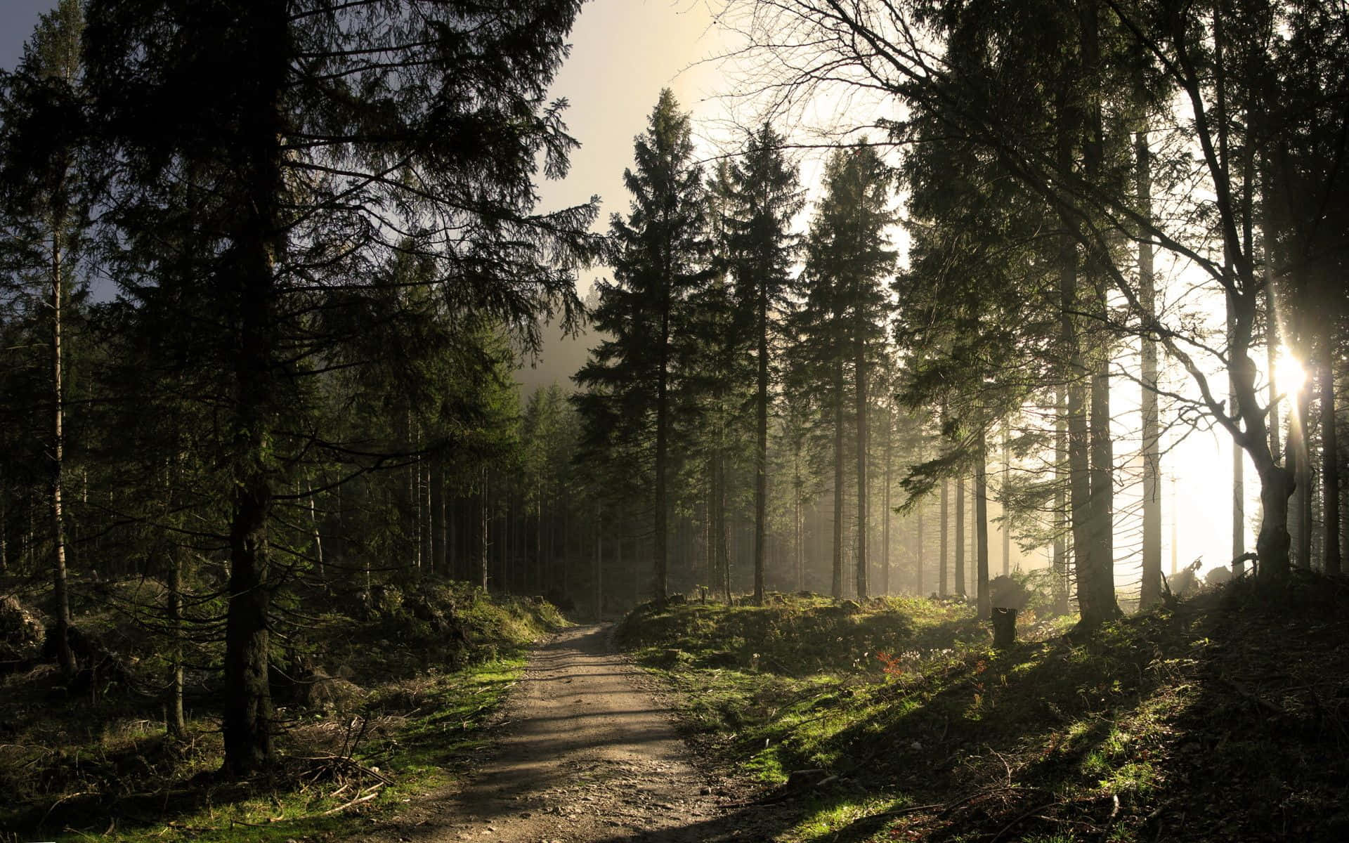 a dirt road in the forest with sunlight shining through the trees