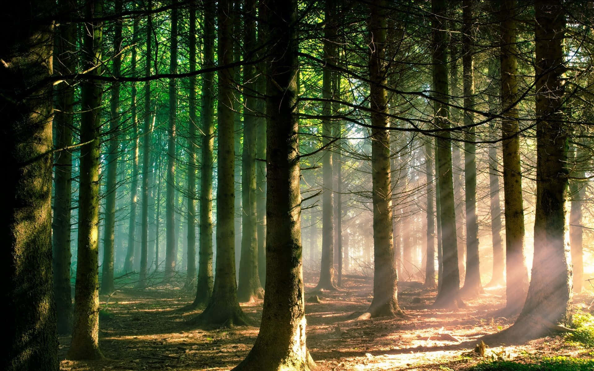 a forest with sunlight shining through the trees