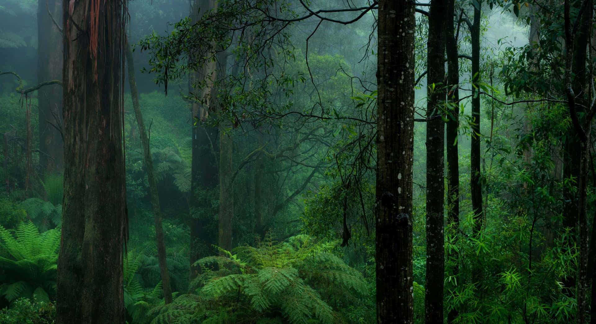 a forest with trees and ferns in the fog